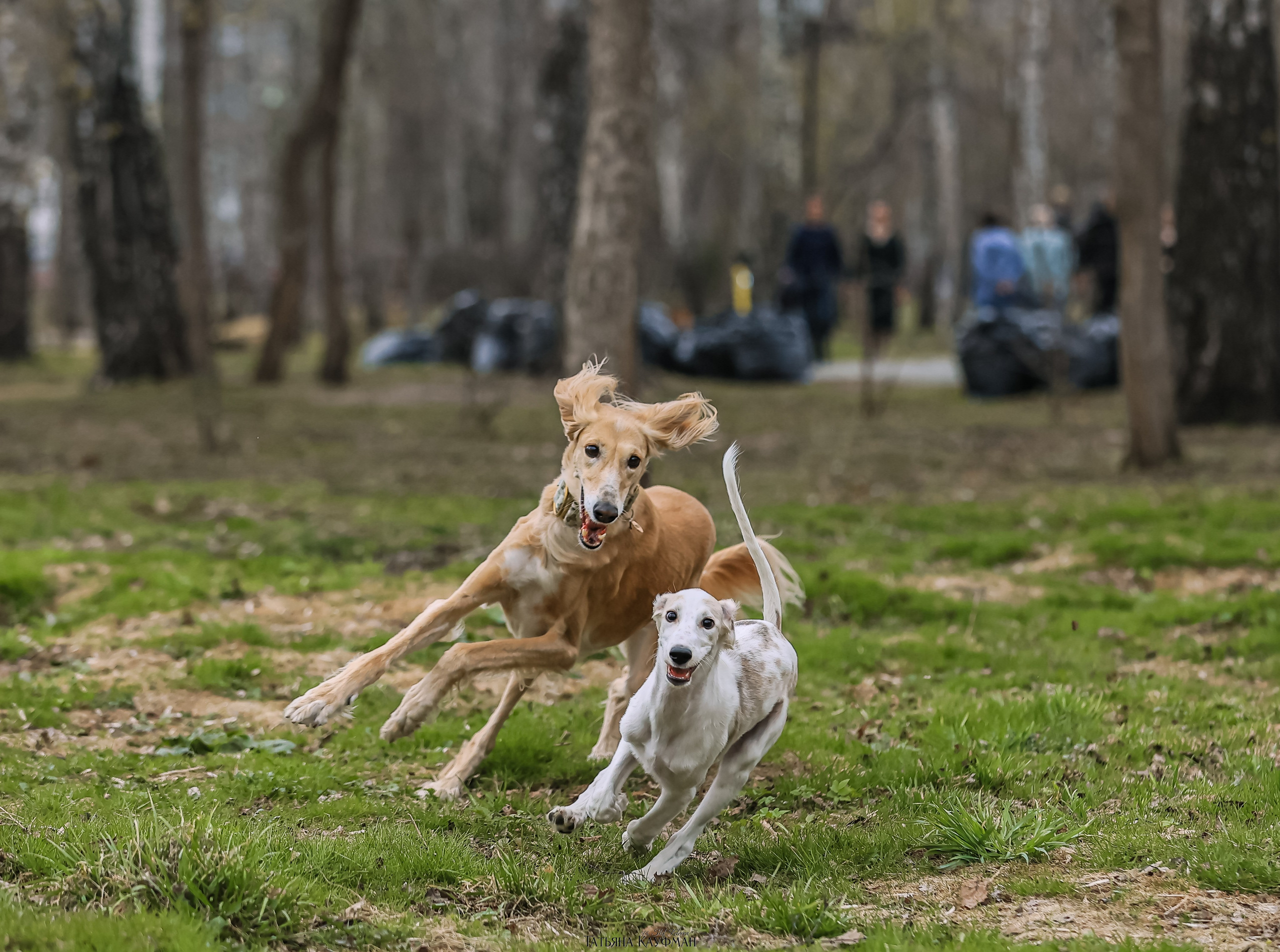 Салюки, фотография салюки, красивая собака, фотограф анималист, фотокурс Анималистика, научиться фотографировать собак, фотограф Новосибирск