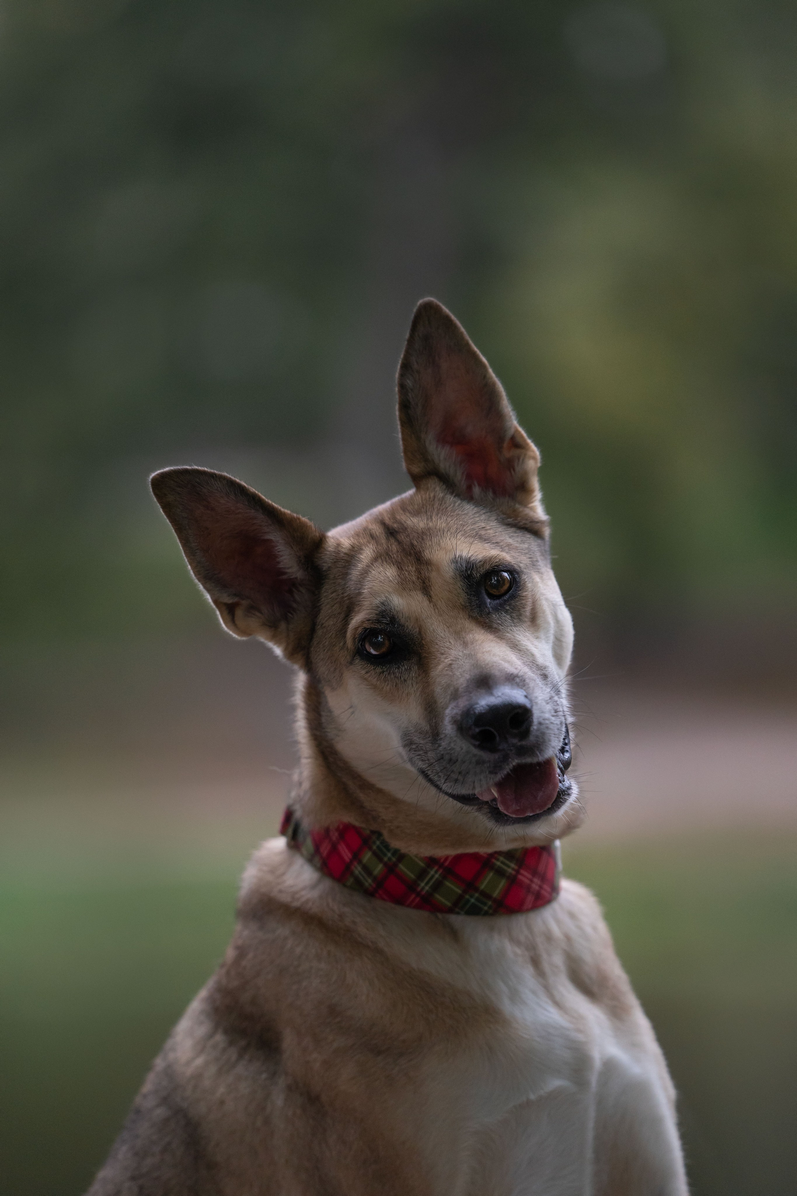 Отзывы. Фотограф анималист