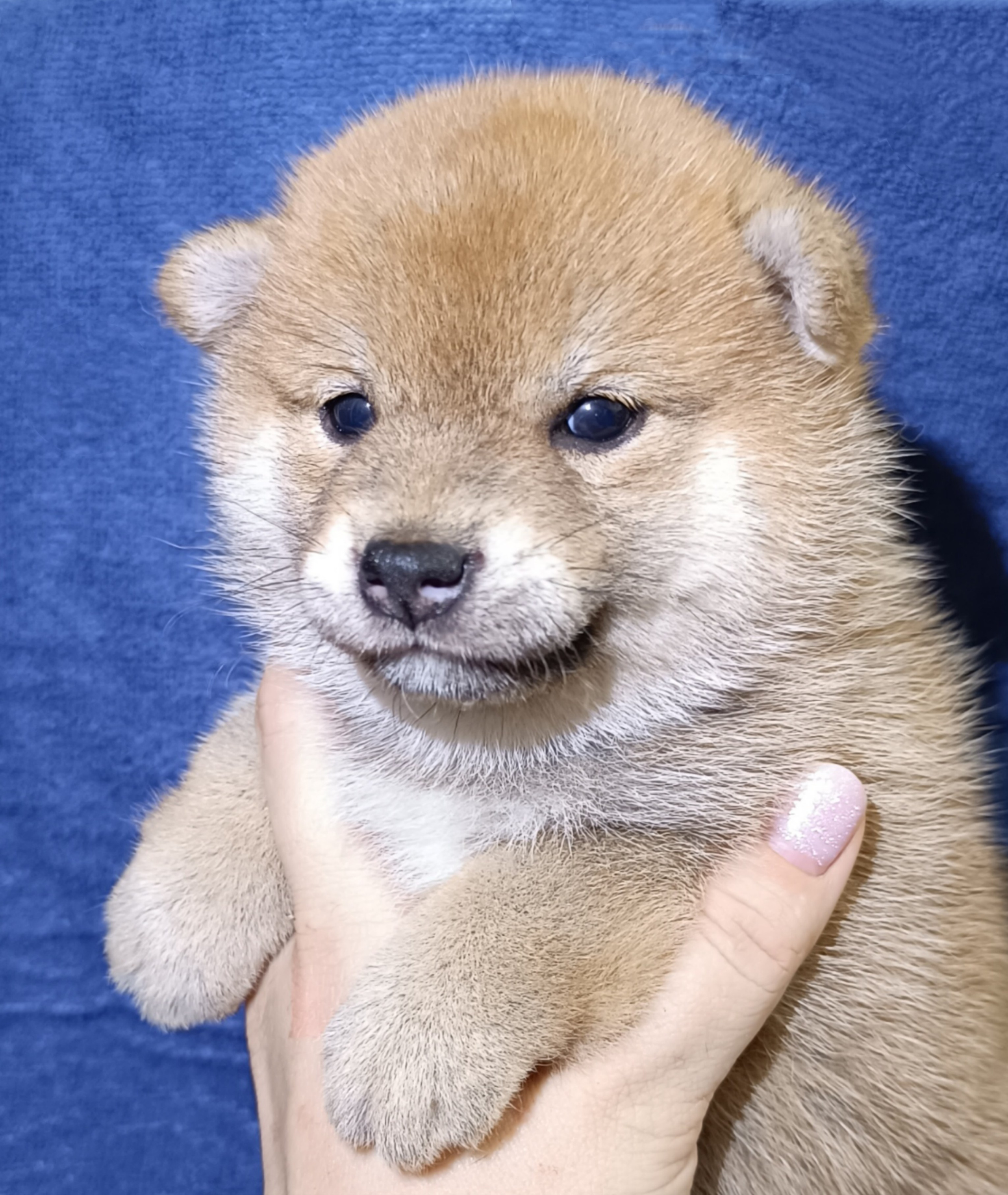 сиба питомник Рубилайт щенки на продажу rubylight  сиба щенки купить СПб Санкт-Петербург 