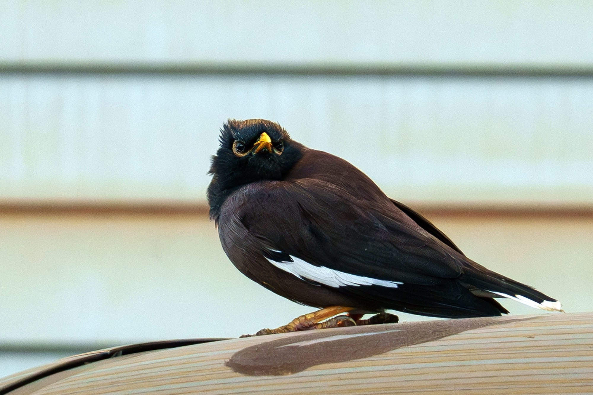 Удивительные мир птиц. Вокруг нас столько прекрасного — присмотритесь!. Ваш личный фотограф Марина Волкова