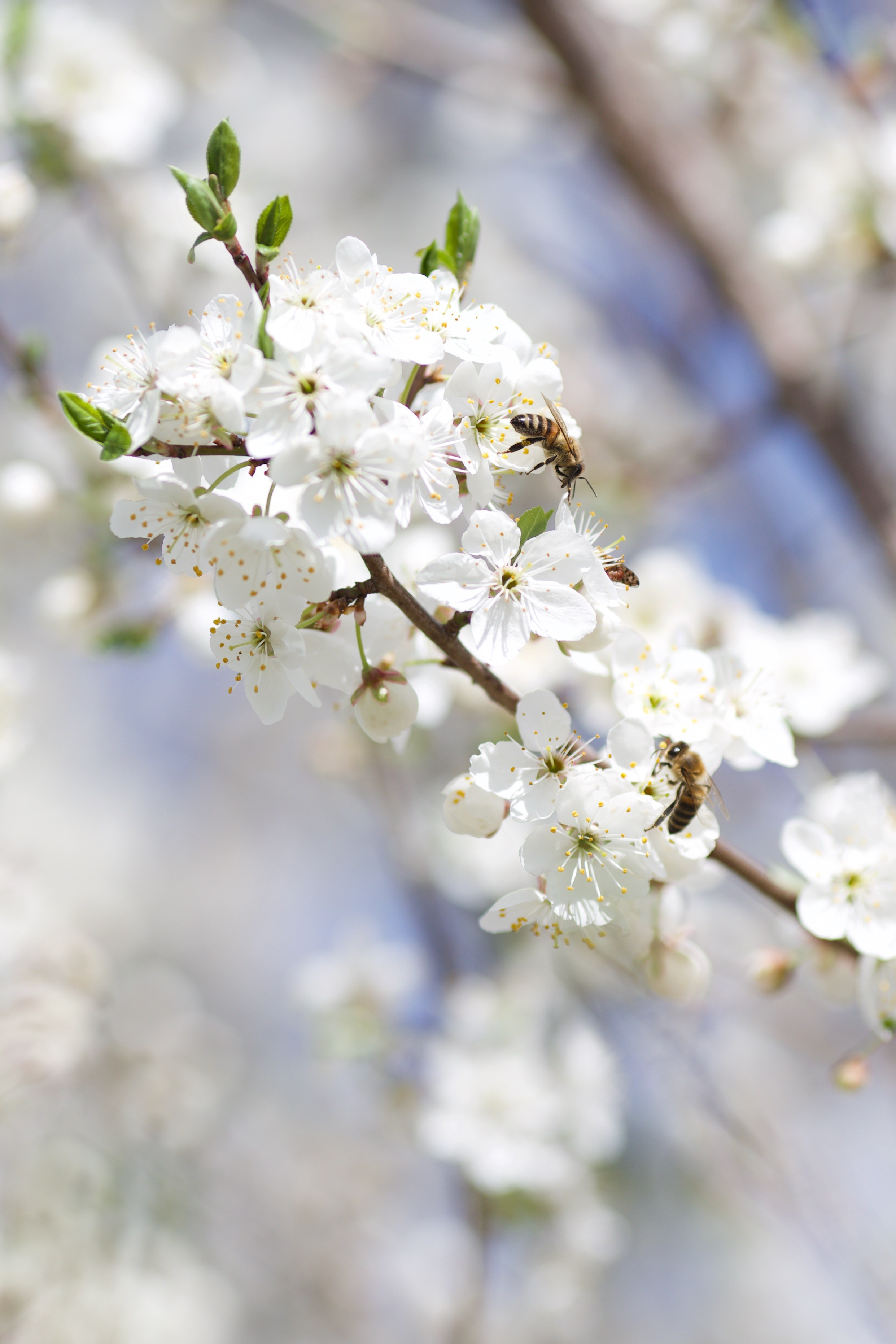 Чудесная природа. Школьные выпускные альбомы в Москве Марина Николаева