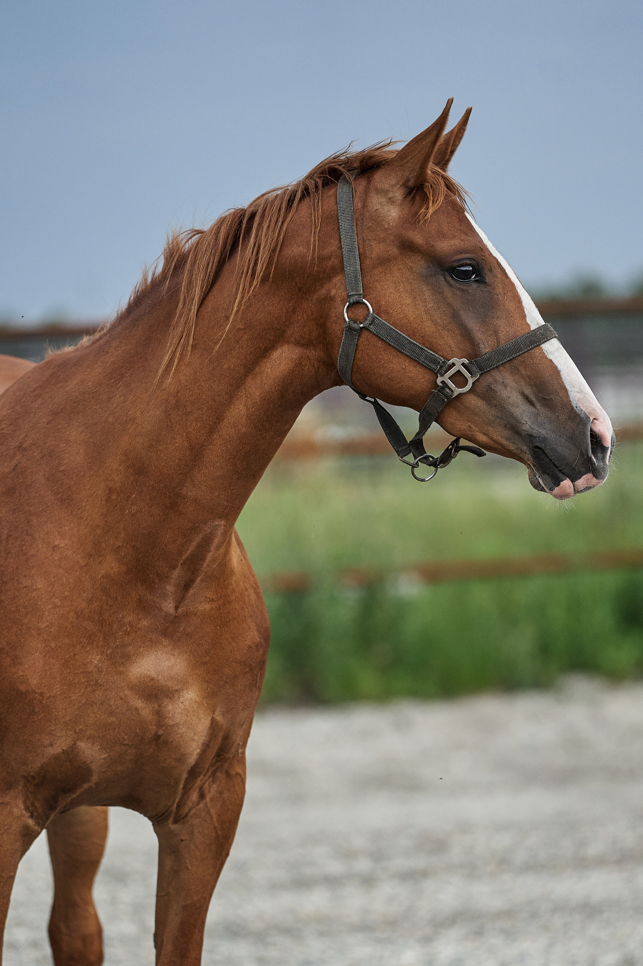 Сопрано Фуоко С (Парламент — Сабина). Главная