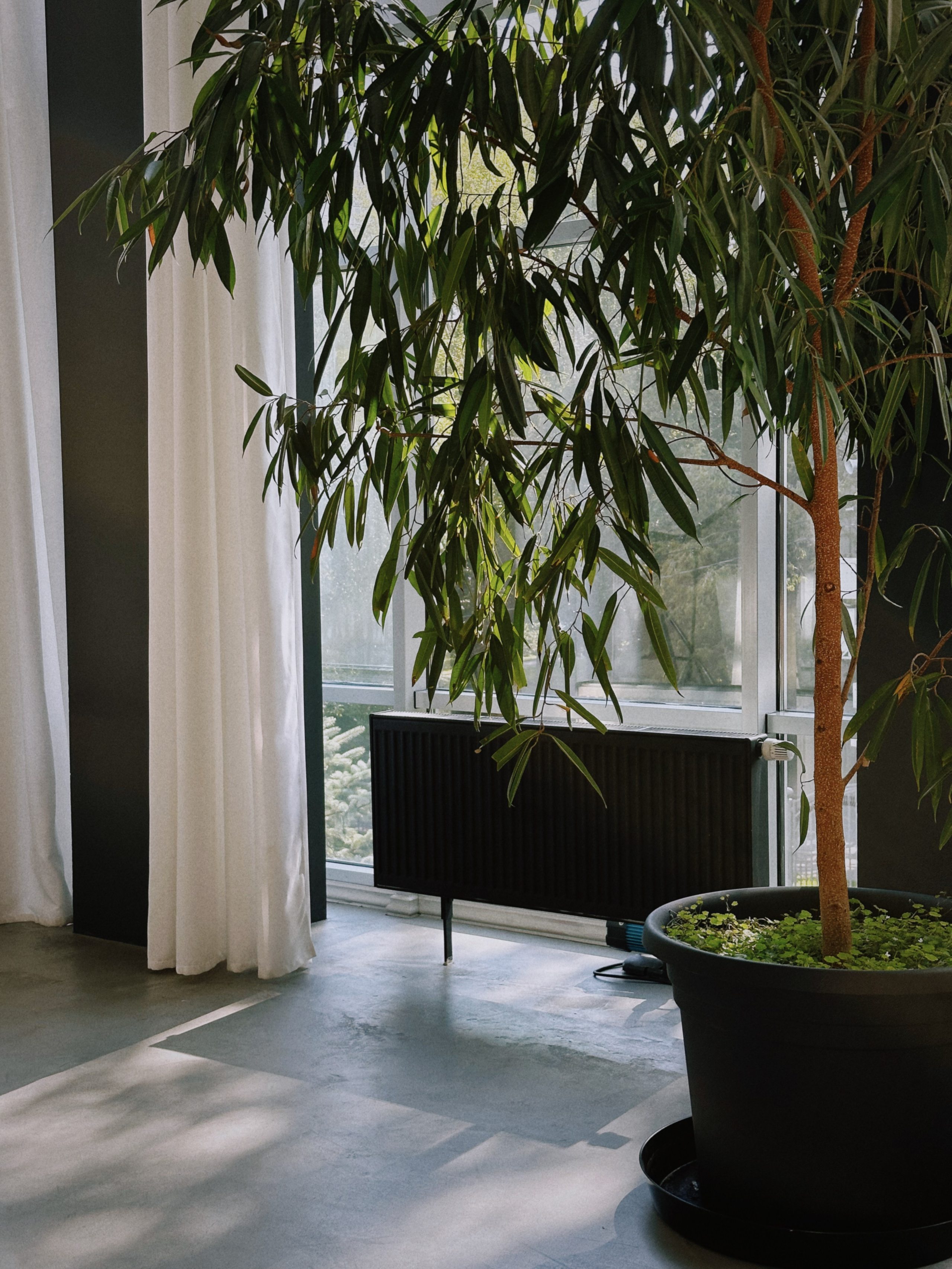 Tenzo x wookiee / lemonade. TENZO | Creative Producer / Art Director