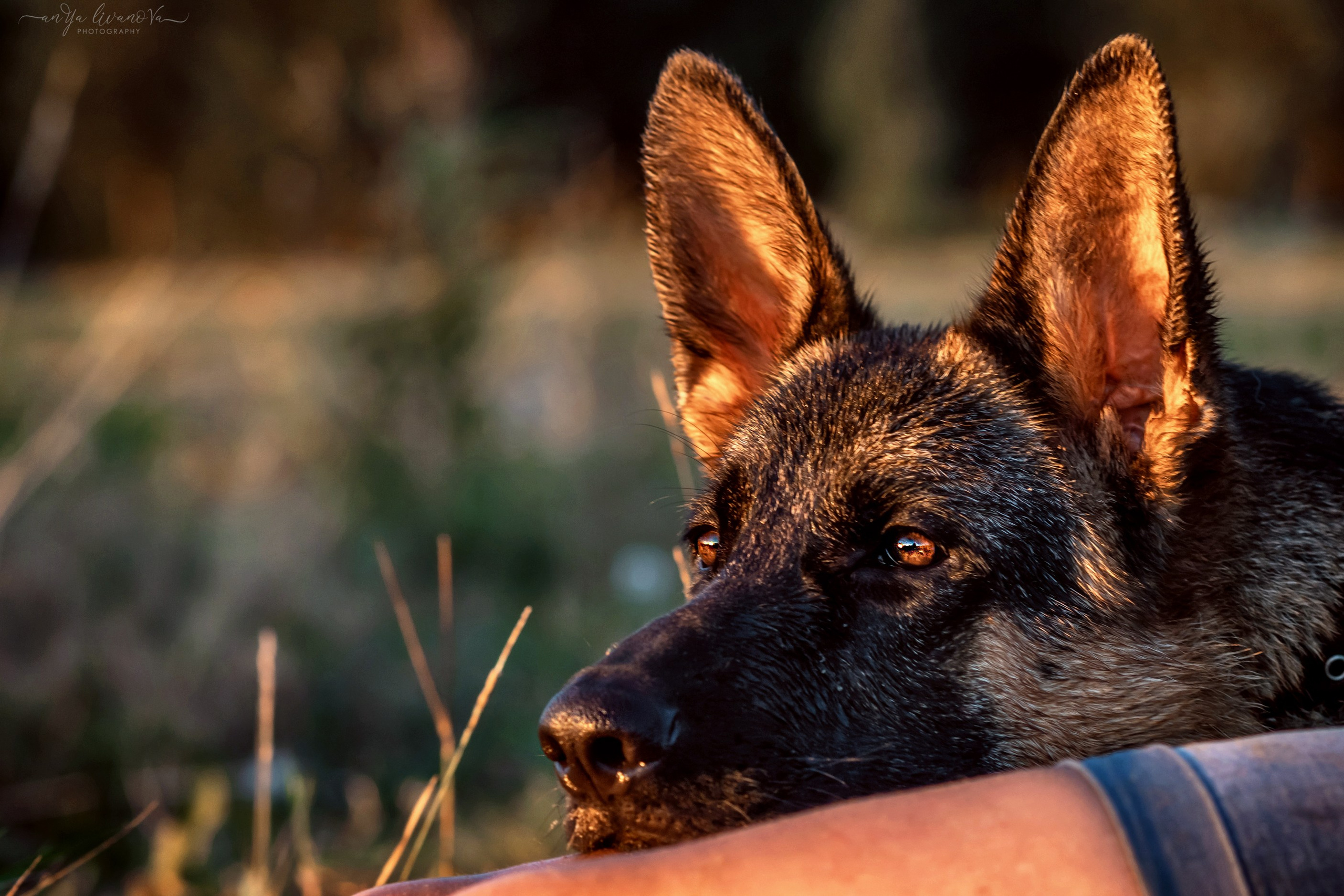Прайд на море. Фотограф анималист Аня Ливанова | Рыбинск