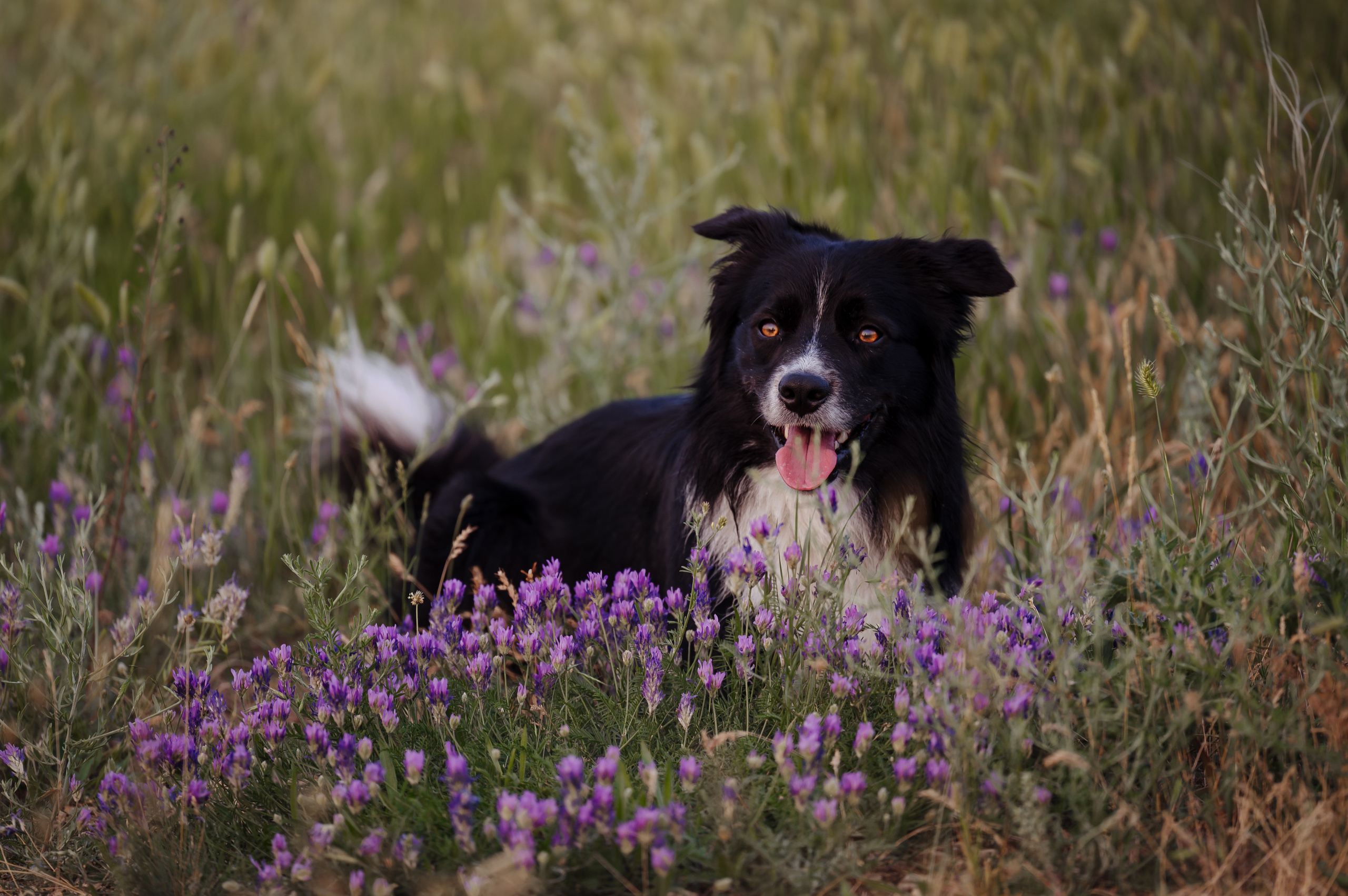 Прогулка на рассвете с бордер-колли. Фотограф в Ростове —на — Дону