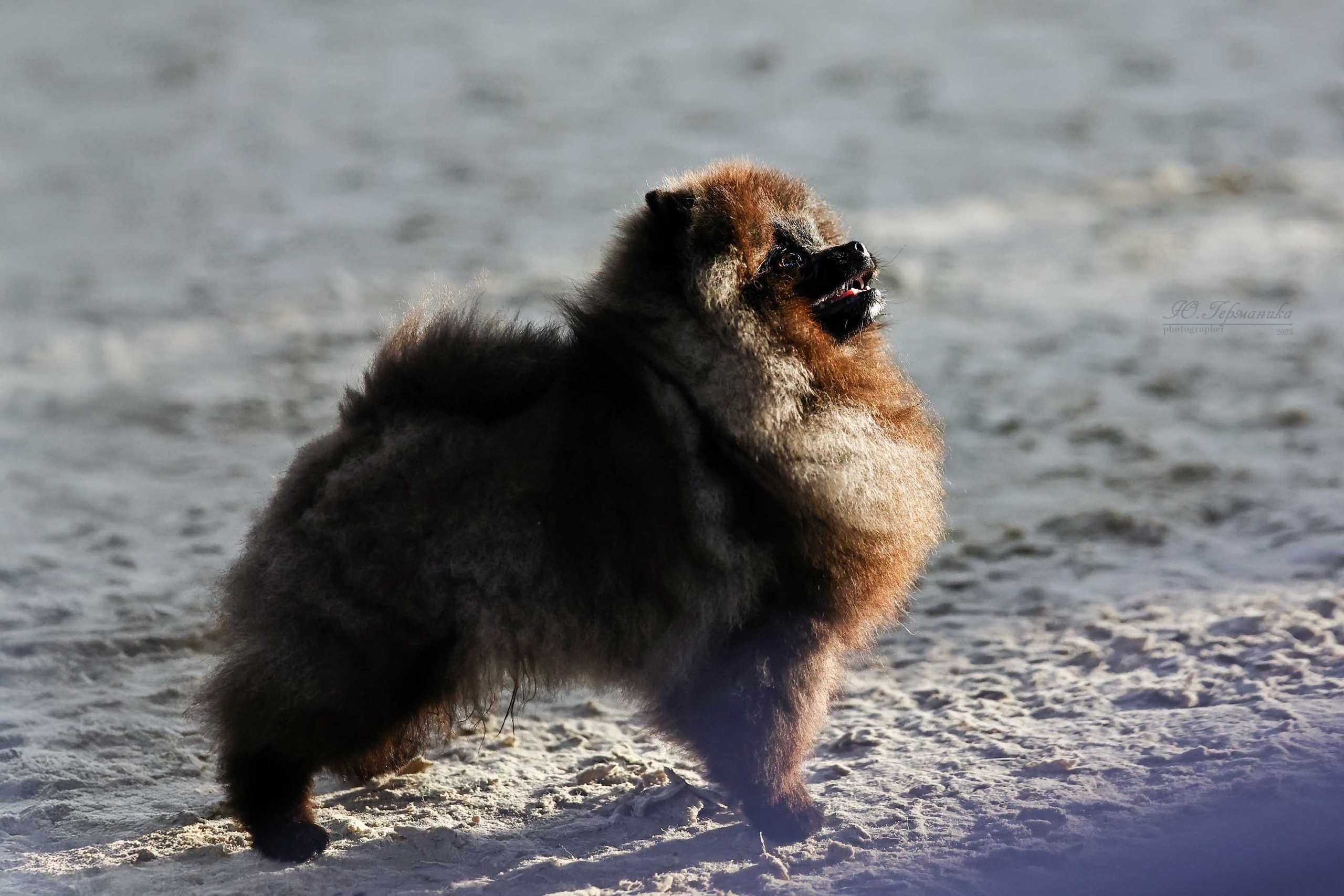 Астана 2хCACIB 26-28.09.2025. Фотограф-анималист Юлия Германика