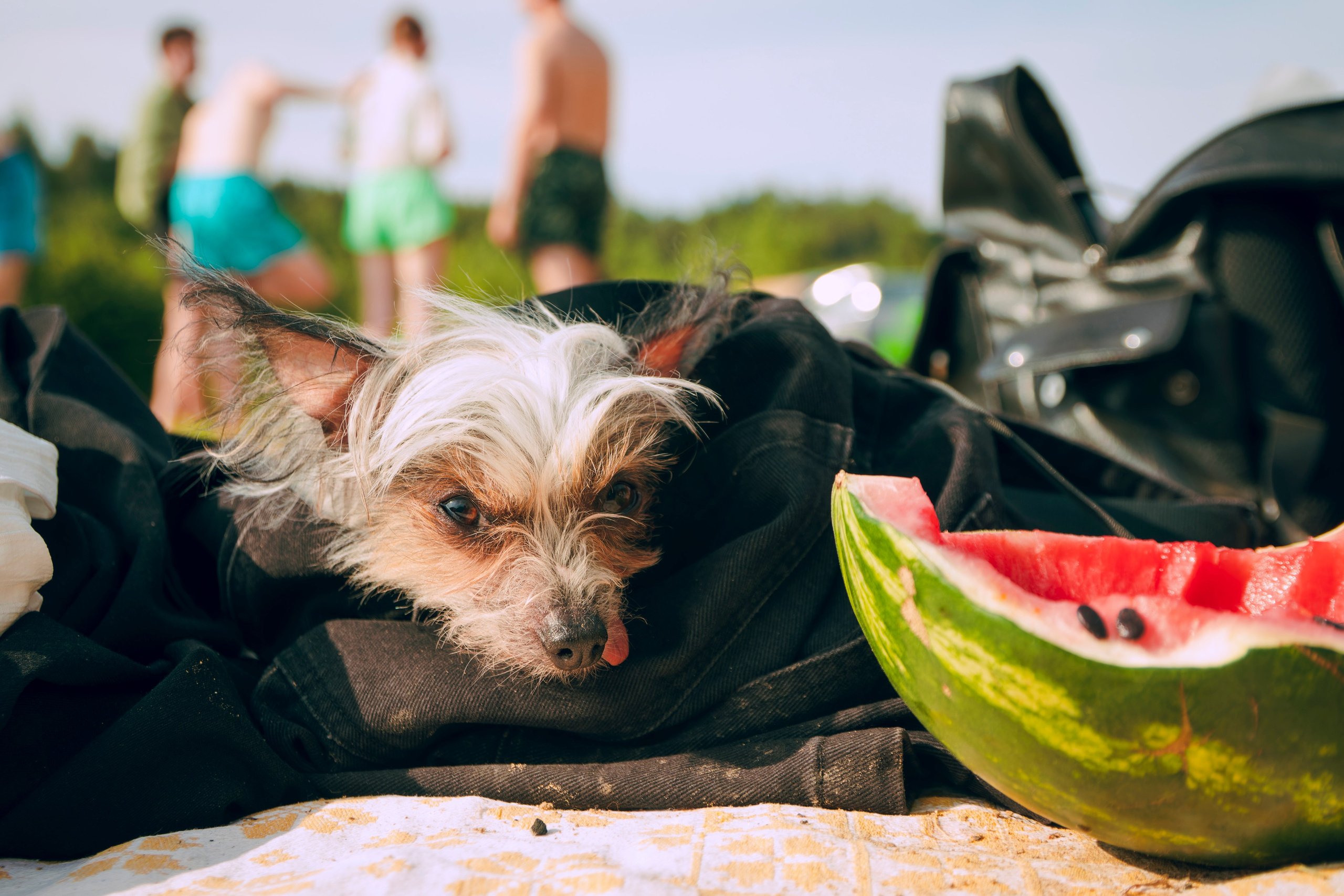 Из наблюдений. Плак или Квак