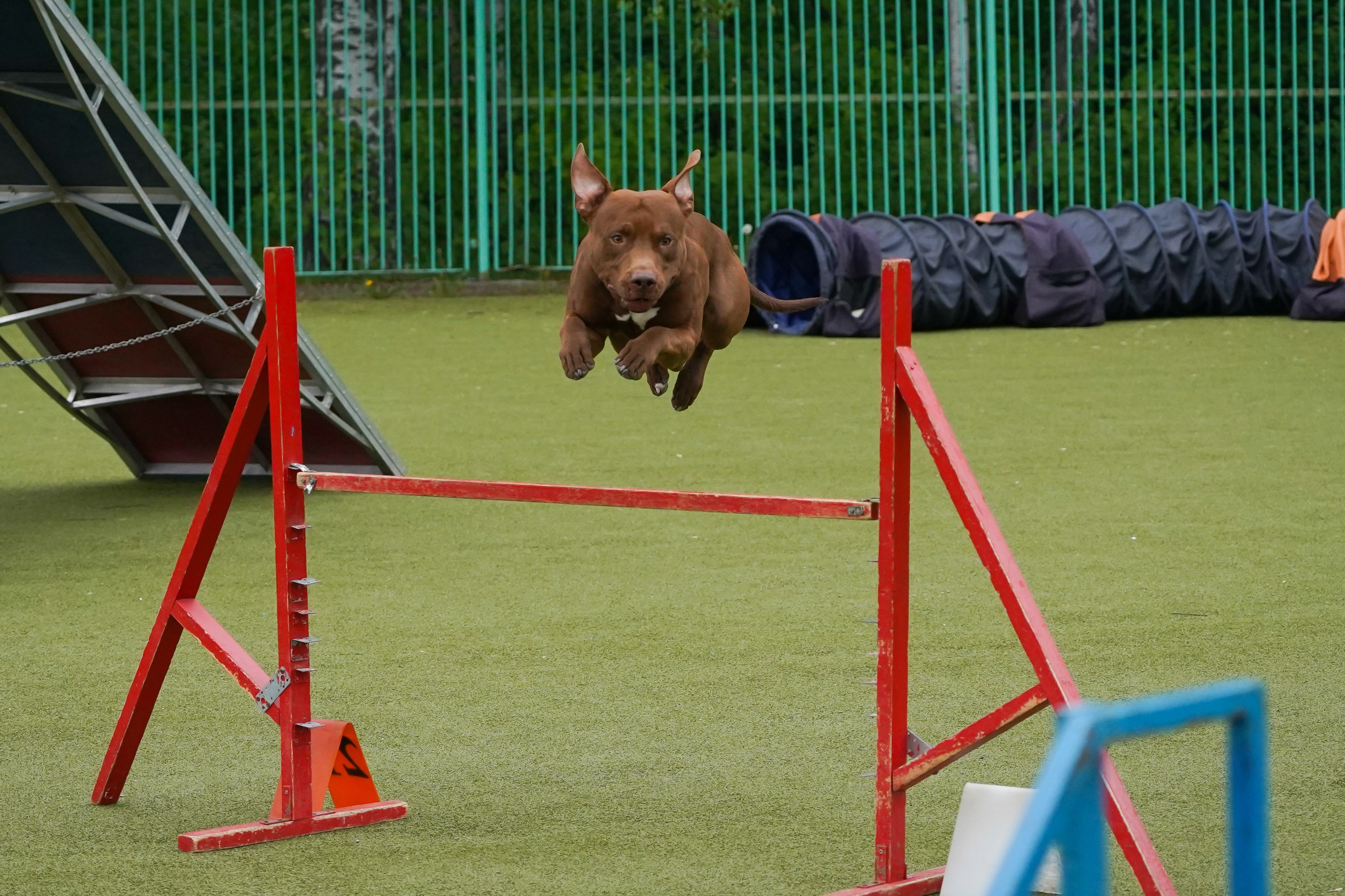 Аджилити 25.05.24, Санкт-Петербург. Фотограф-анималист Анастасия Большакова