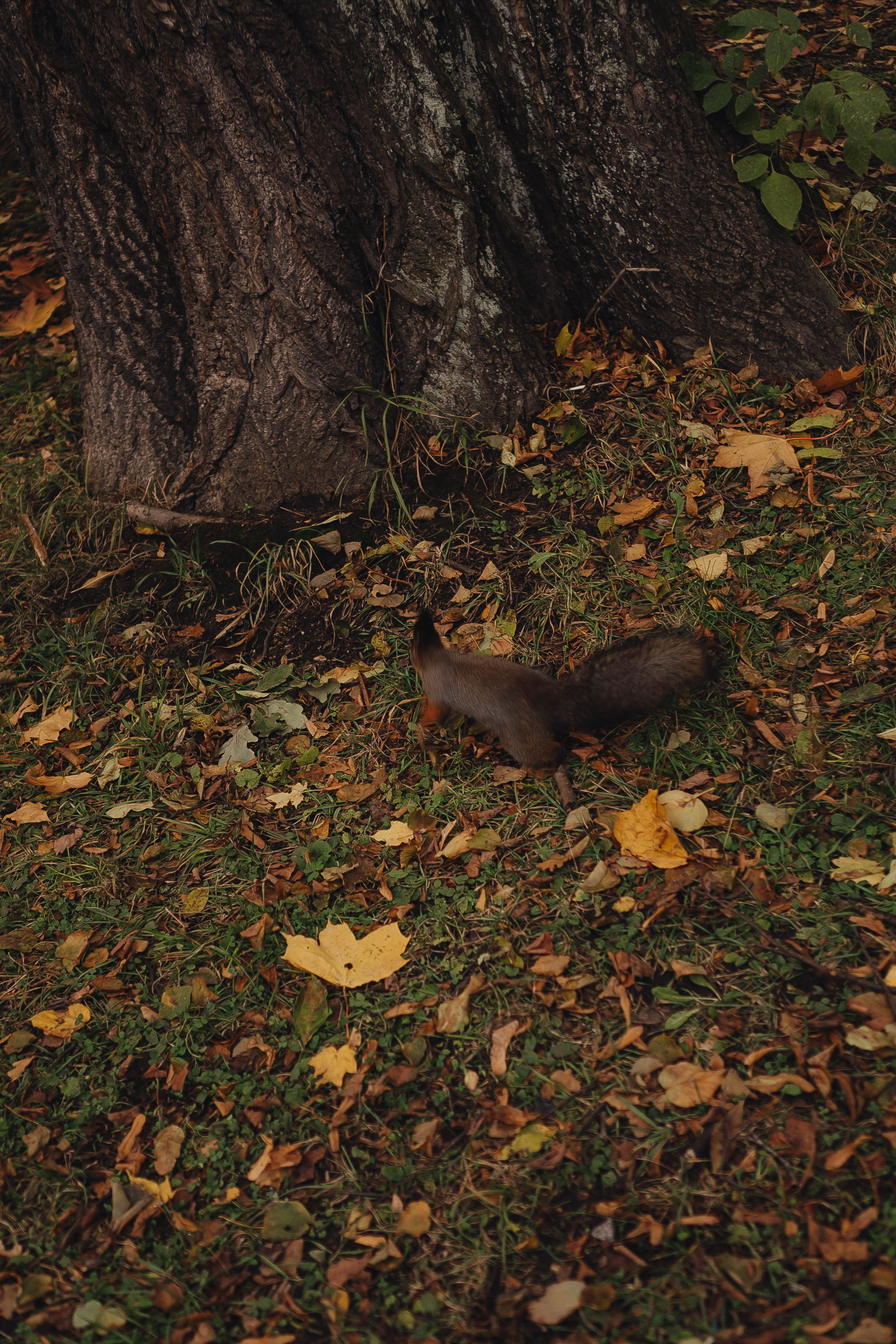 Осень. Профессиональный фотограф, Санкт-Петербург — Виктория Богомолова