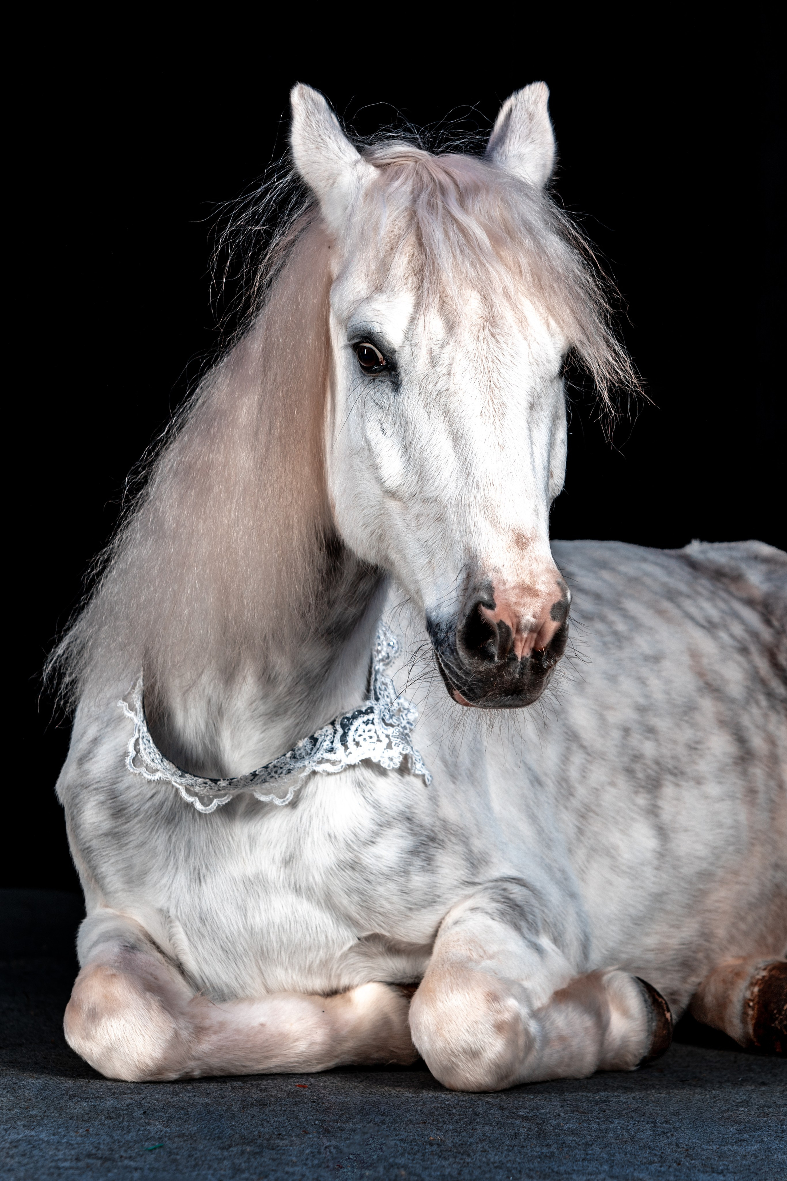 SHUSTOVI/ANIMALS. Sveta GOSHTAUTAS фотограф Пермь