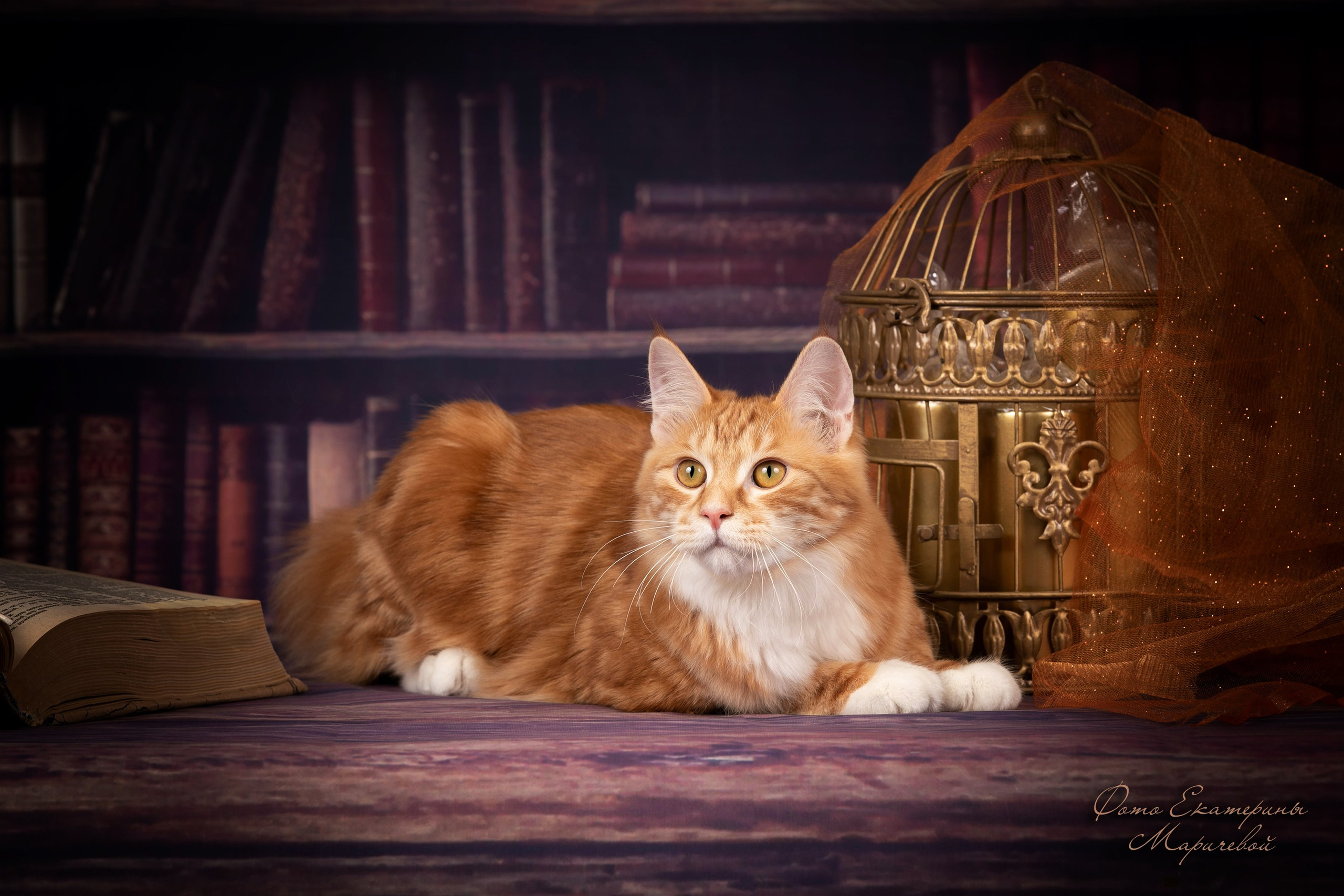 Тематические фоны с рисунком. Фотограф-анималист в Омске Екатерина Маричева