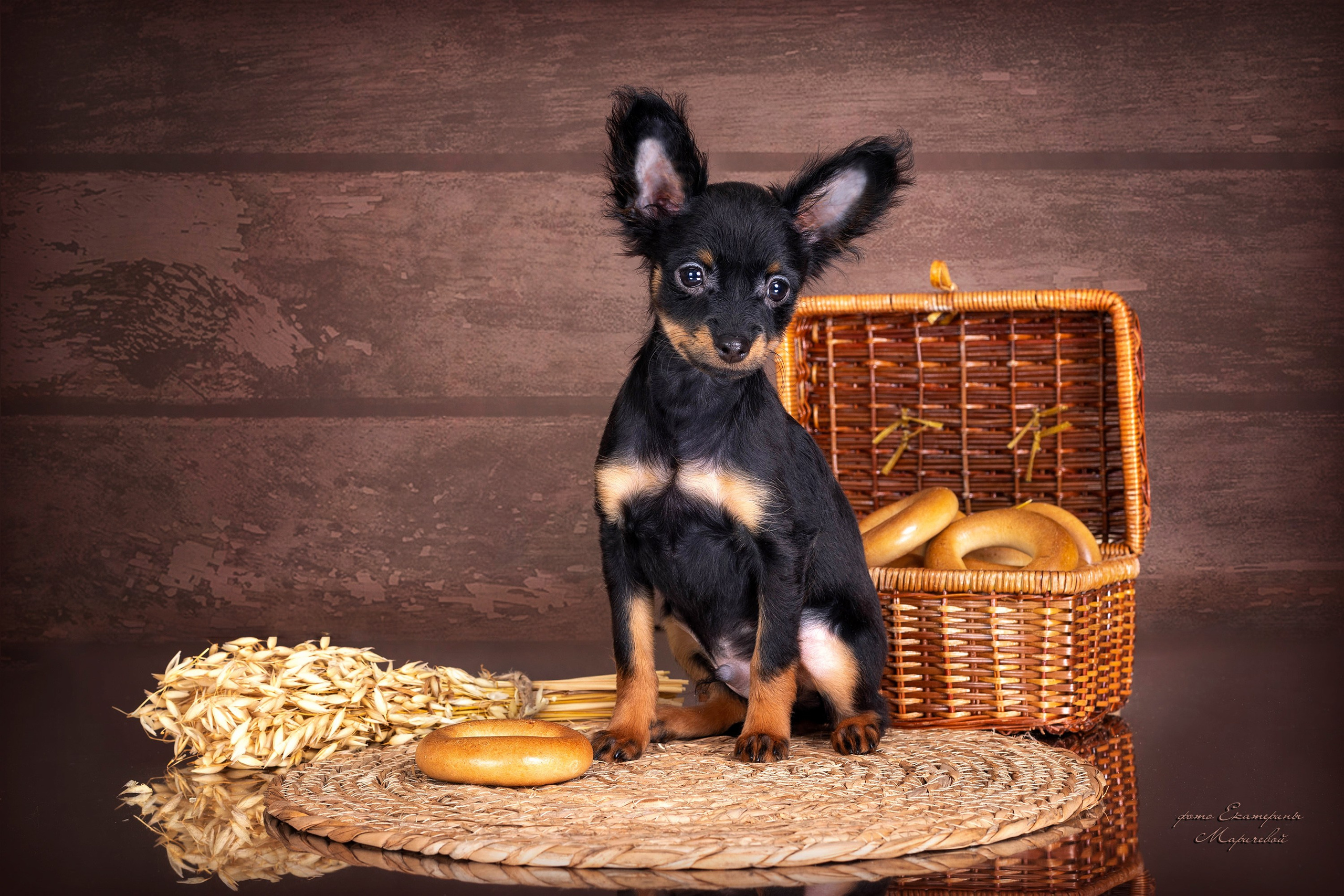 Коричневые фоны. Фотограф-анималист в Омске Екатерина Маричева