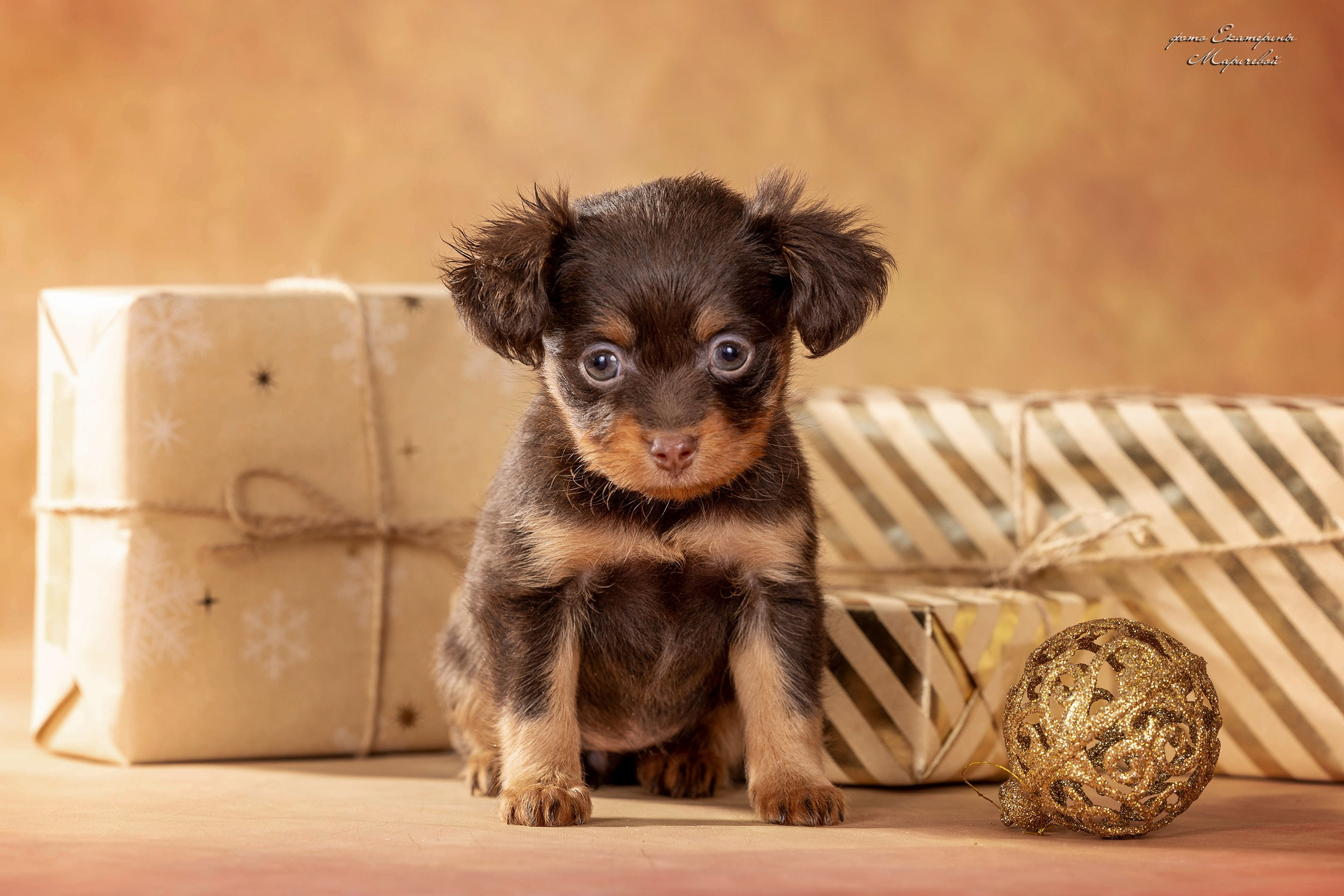 Галерея щенков. Фотограф-анималист в Омске Екатерина Маричева