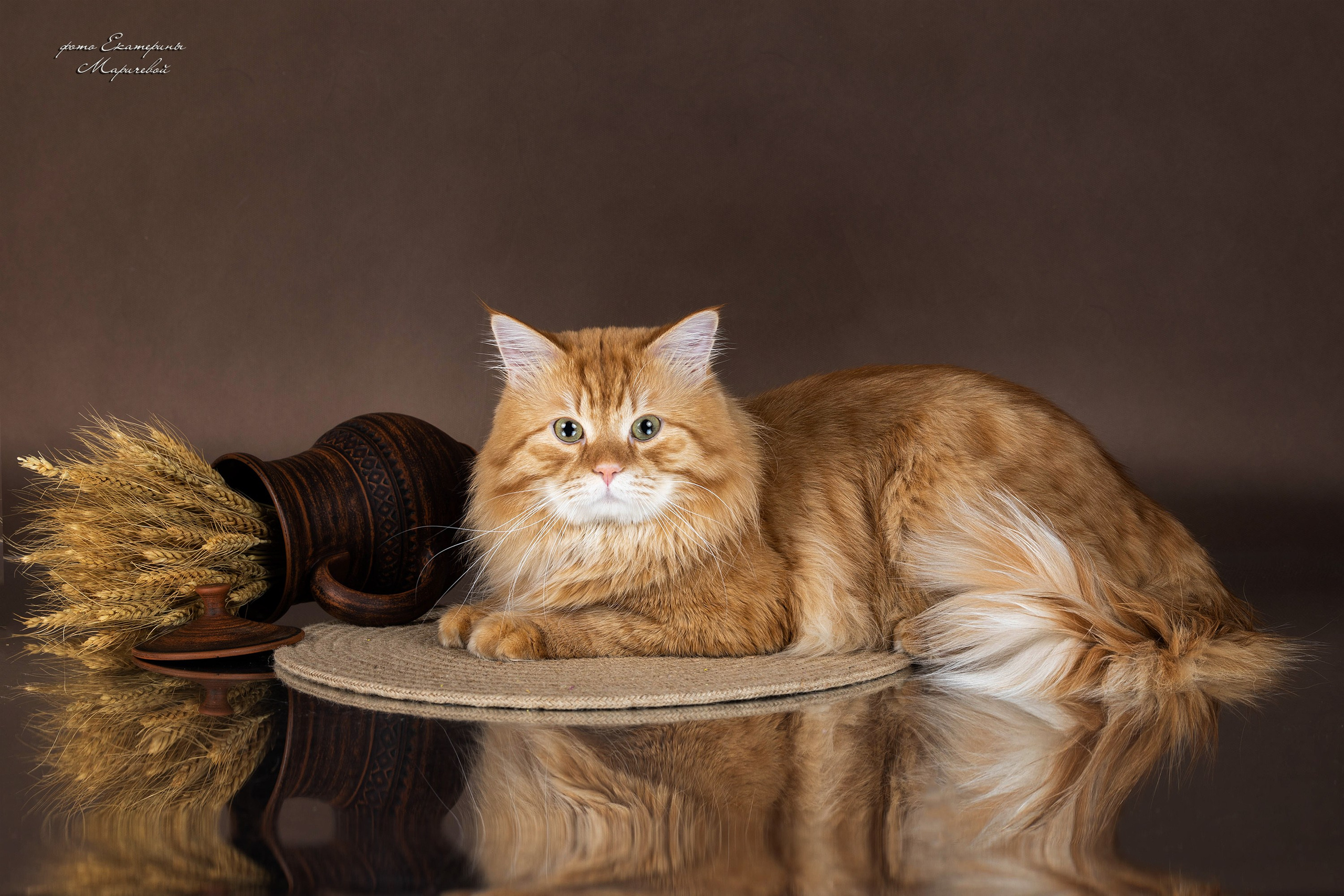 Коричневые фоны. Фотограф-анималист в Омске Екатерина Маричева