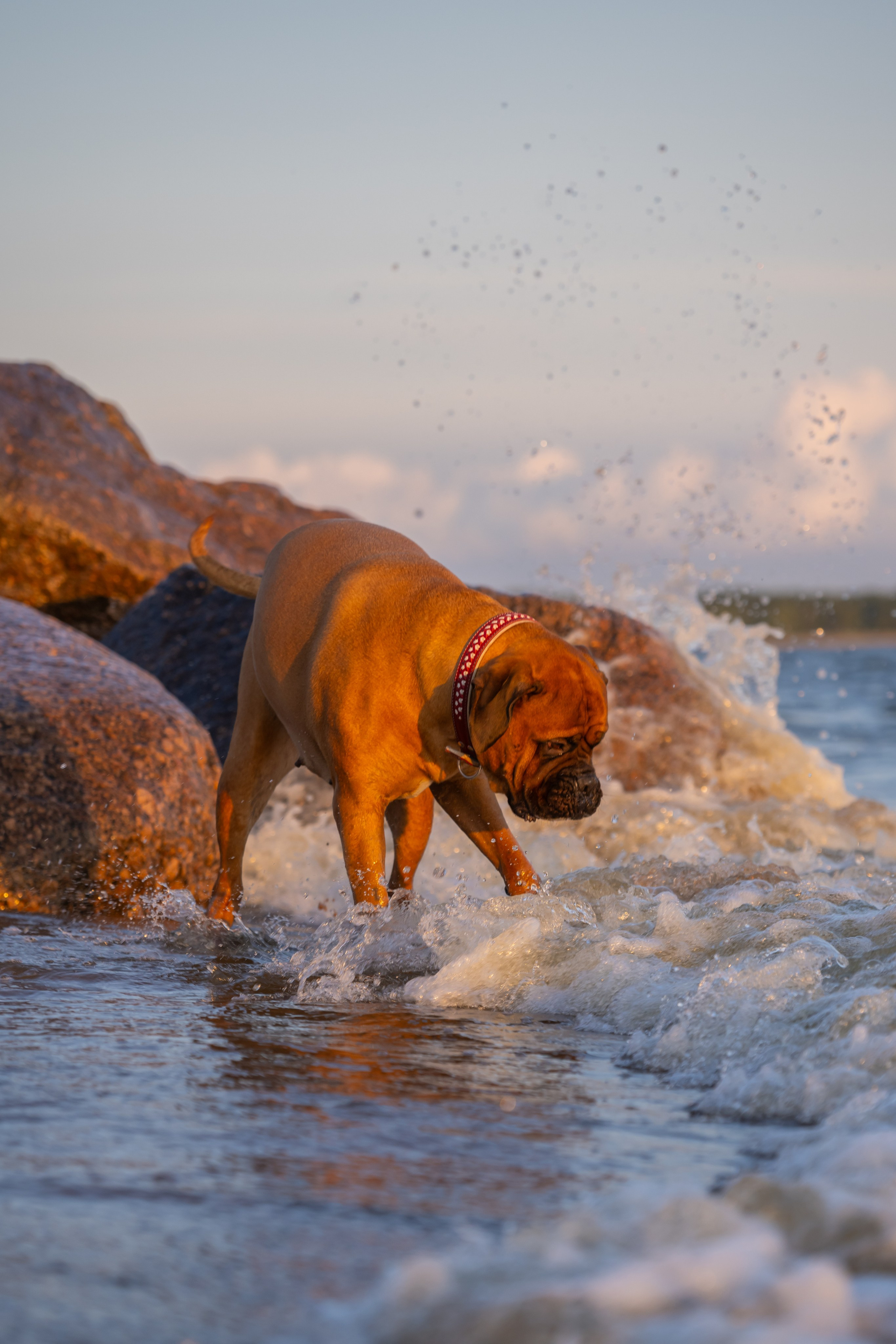 Вы и ваши питомцы. Фотограф в Санкт-Петербурге Александра Ладыгина