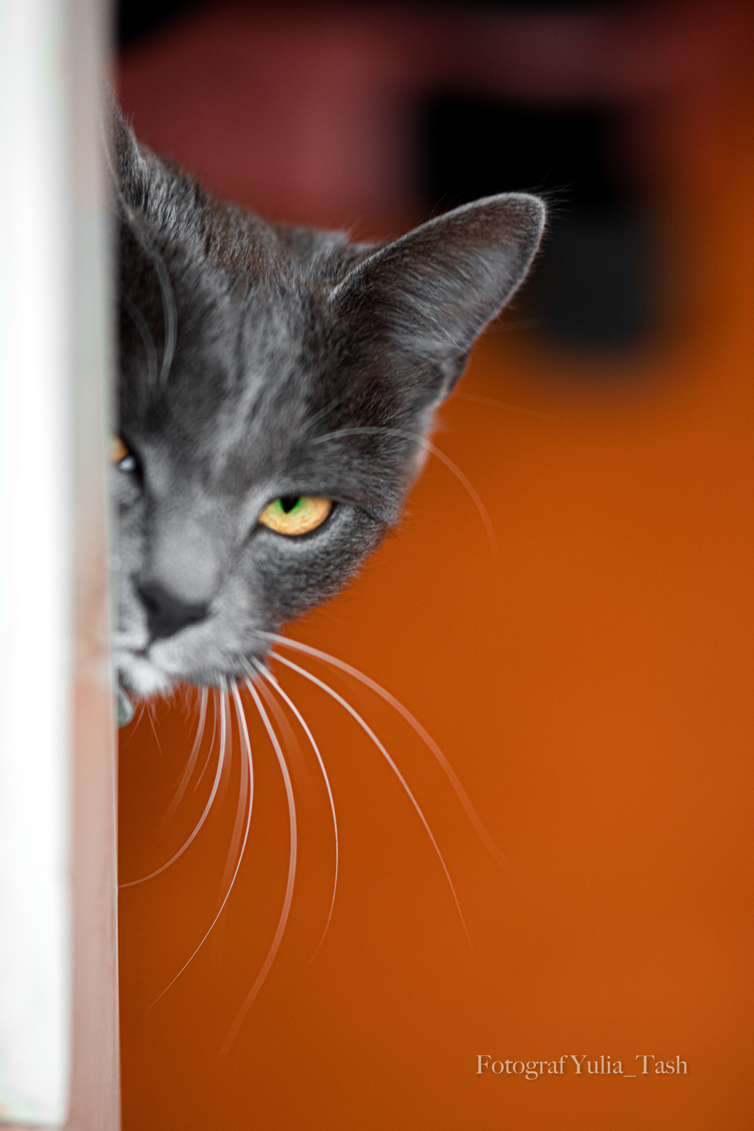 ВИОЛЕТТА. 1 апреля. Любимый фотограф