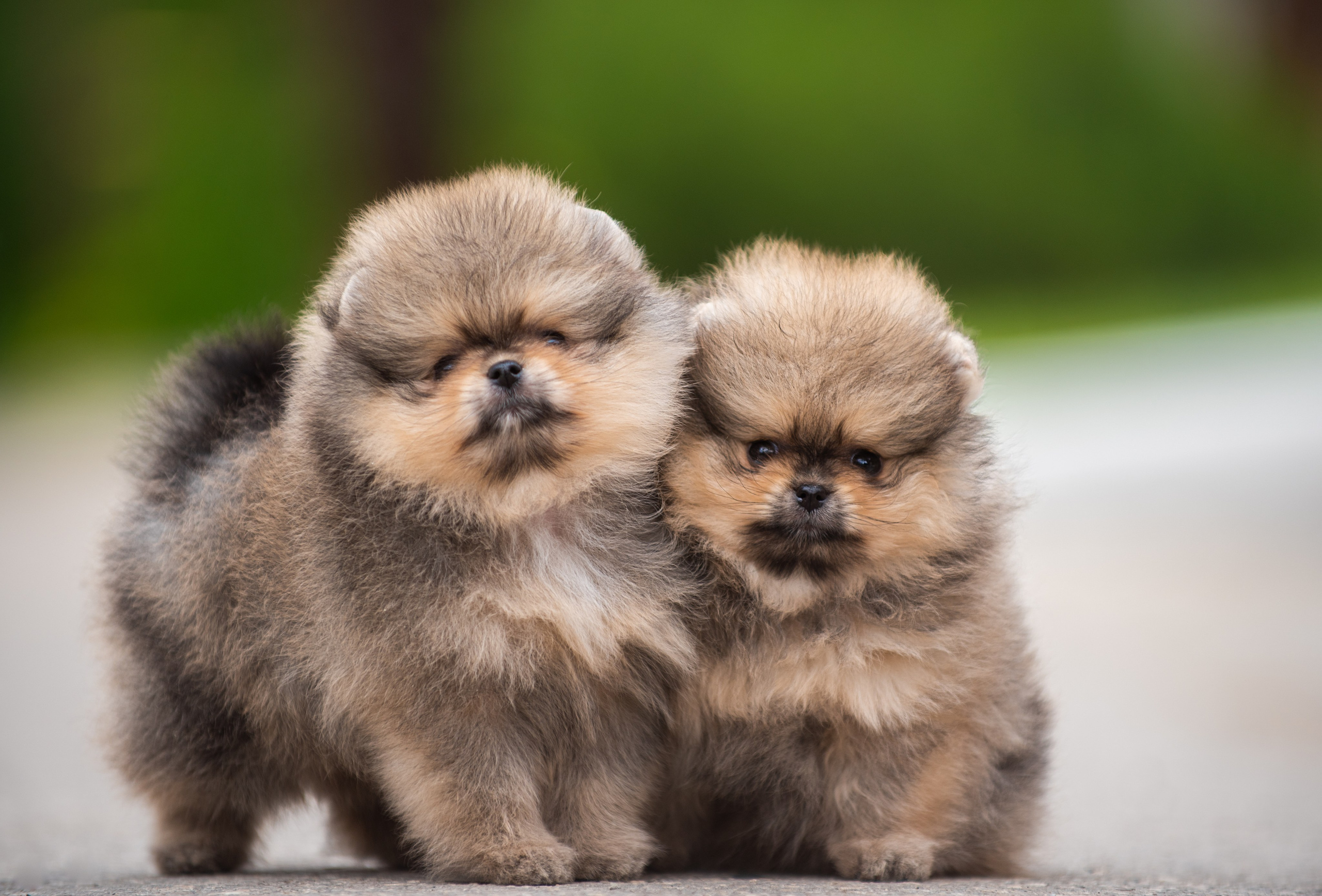 Шпицы щенки. Главная