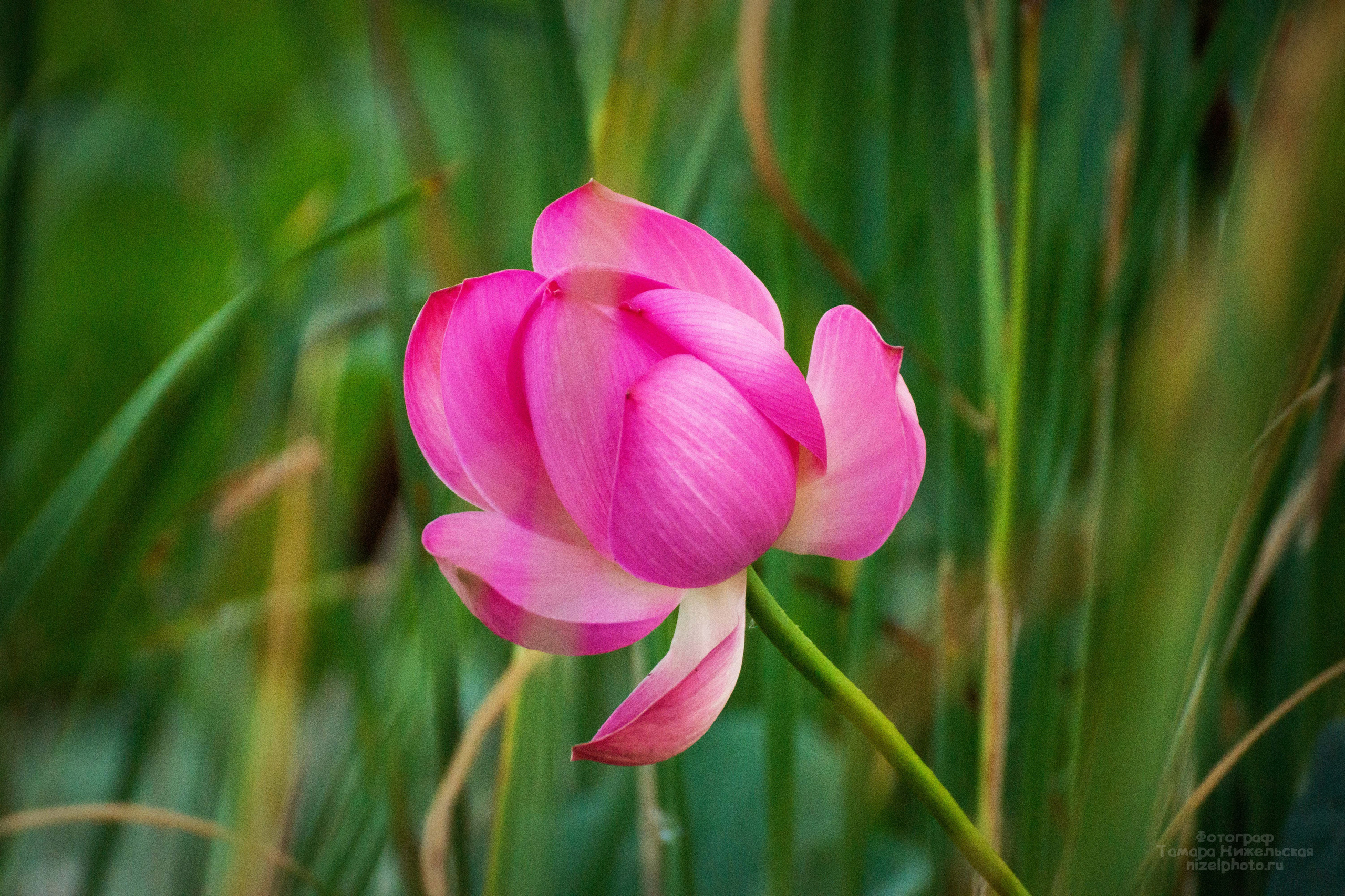 Фотографии небо природа закат. Фотограф Тамара Нижельская Воронеж