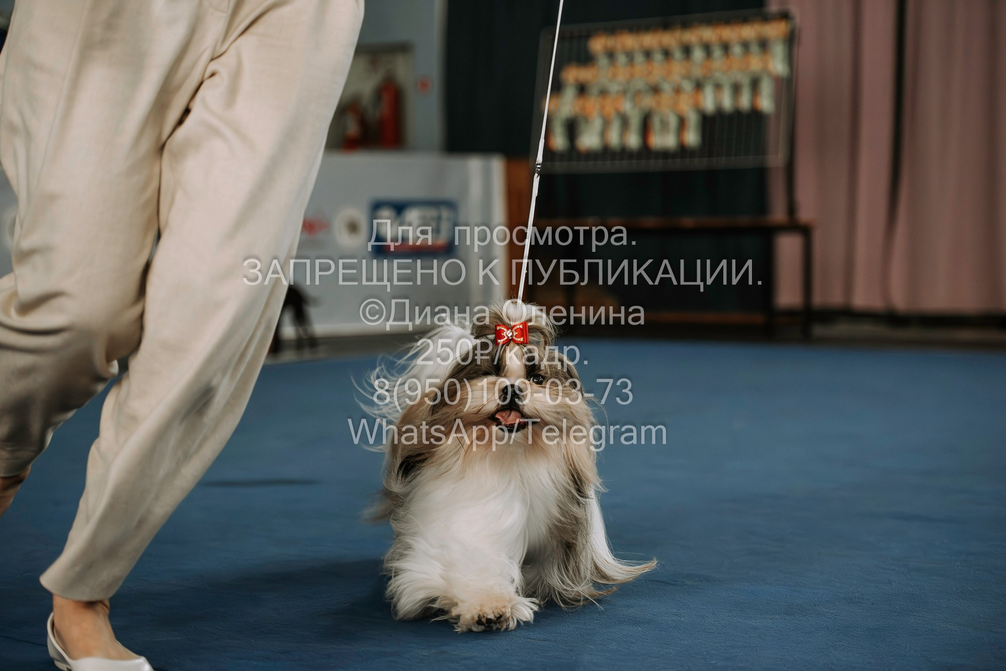 Выставка собак Красноярск 29.10.2023. Фотограф Диана Оленина Красноярск / Братск