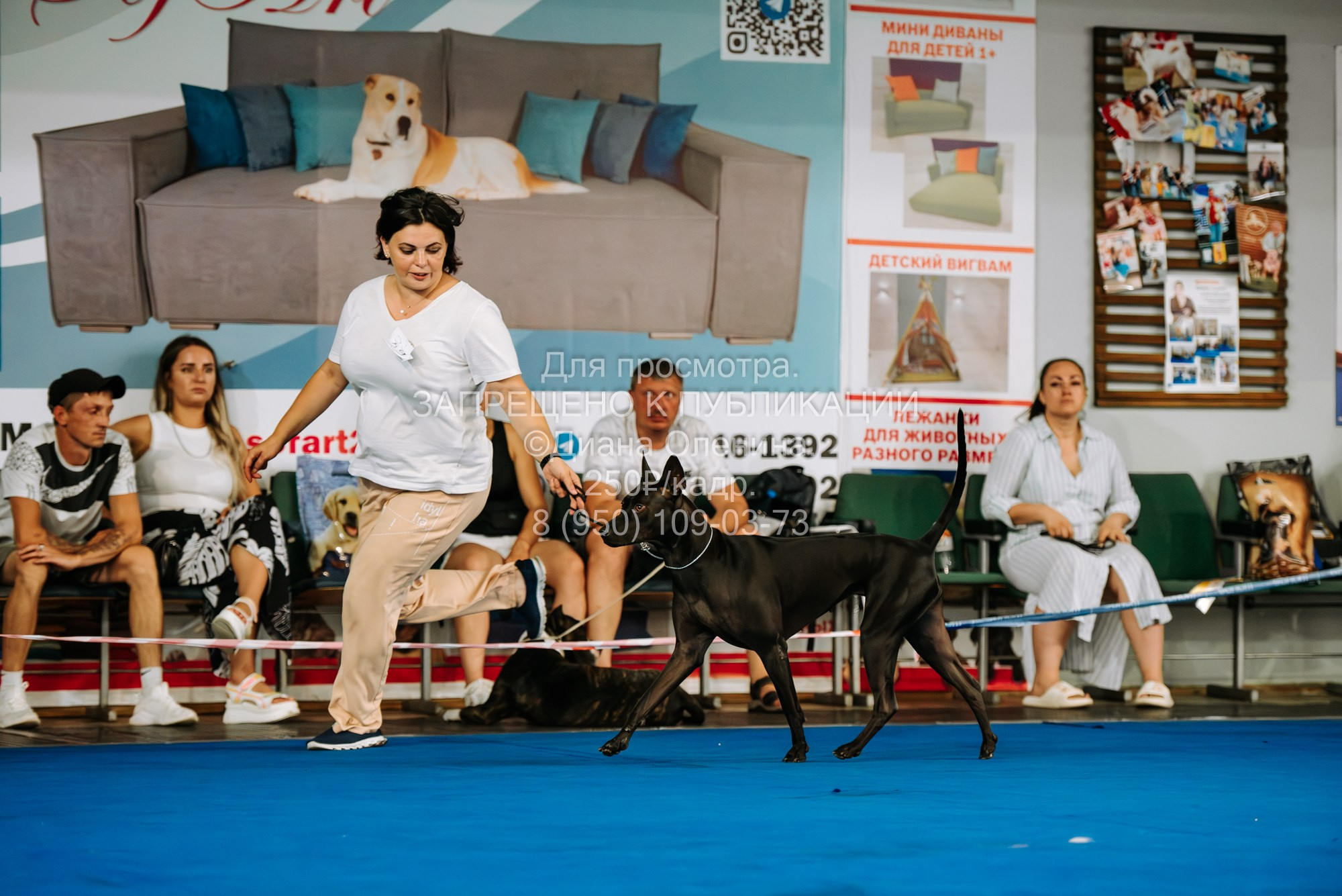 Национальная выставка собак всех пород ранга САС-IKU «Кубок Красноярск. Фотограф Диана Оленина Красноярск / Братск