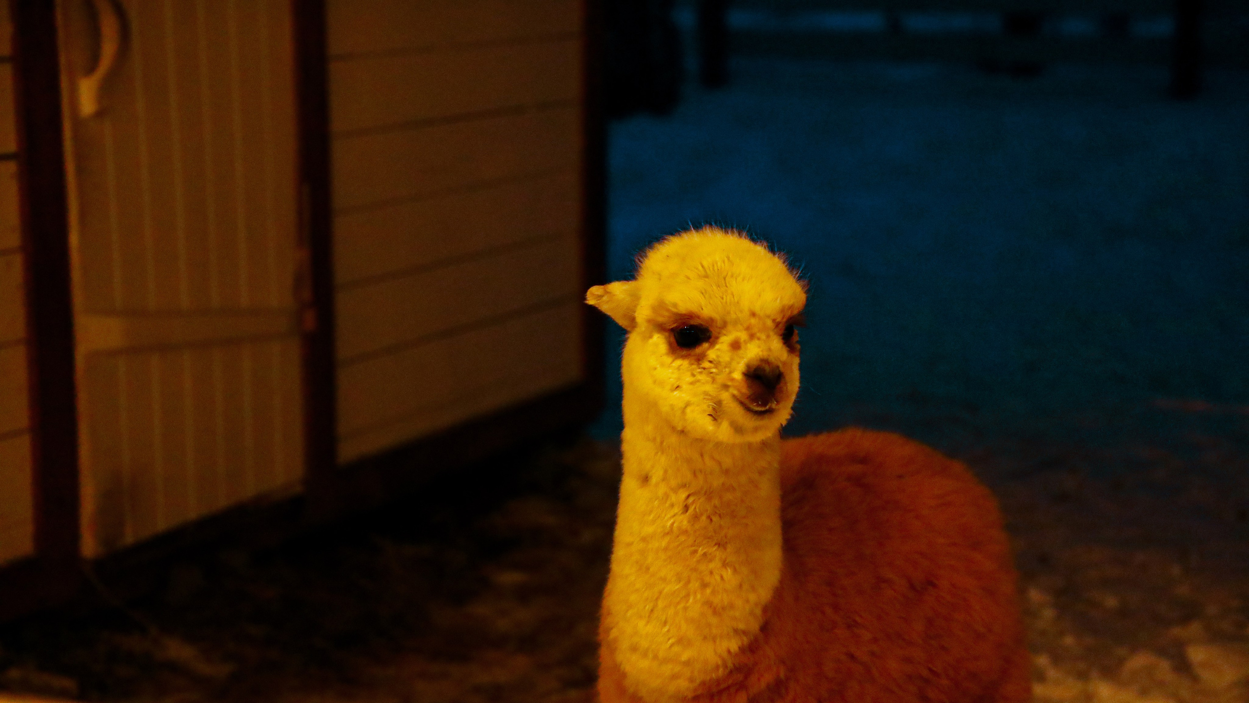 Alpaca park. Фотограф/дизайнер в Екатеринбурге Хитрый Дмитрий