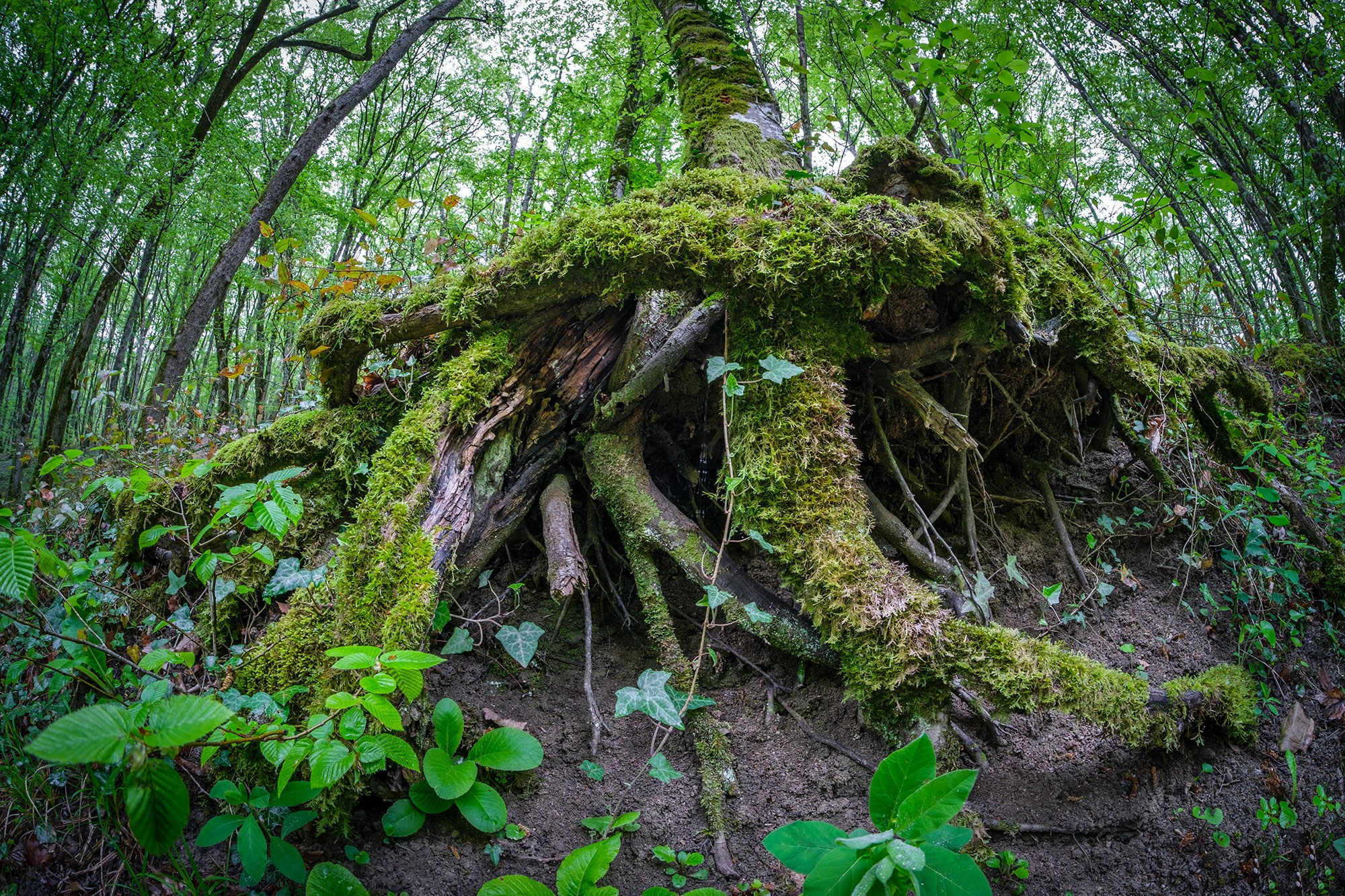 Свадебный фотограф в Геленджике