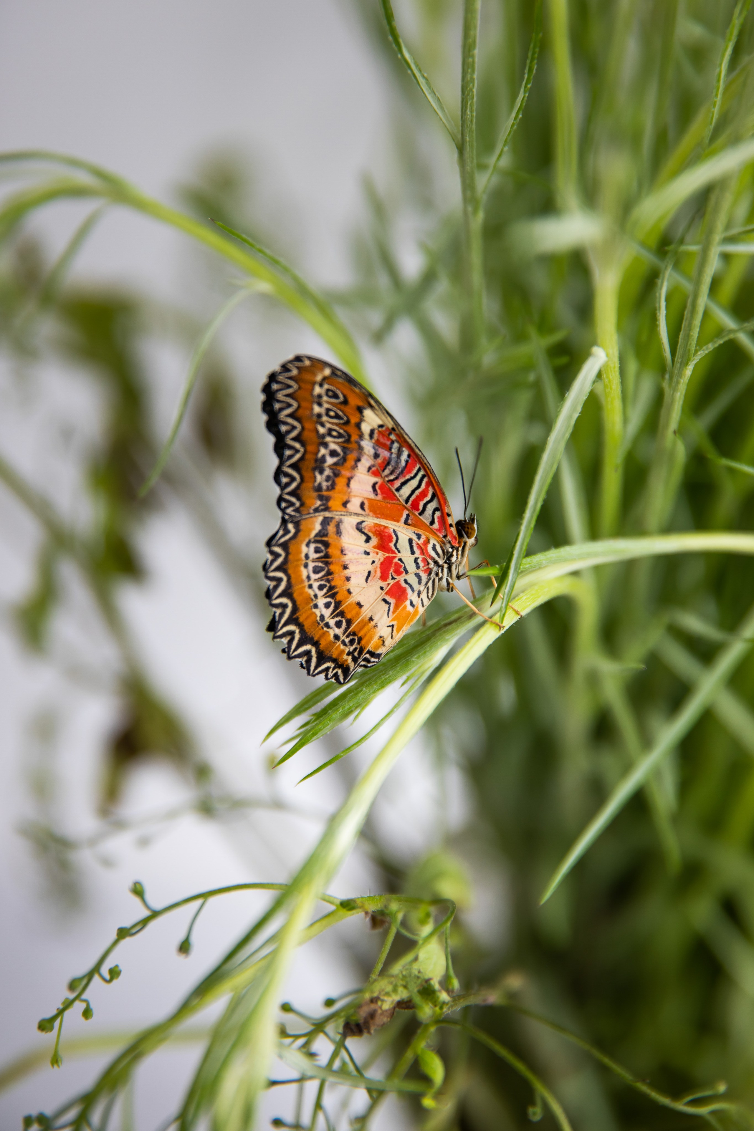 Съемка для проекта: Театрализованный ужин «Один летний день» в отеле Wawelberg. NesterovaMaria.ru