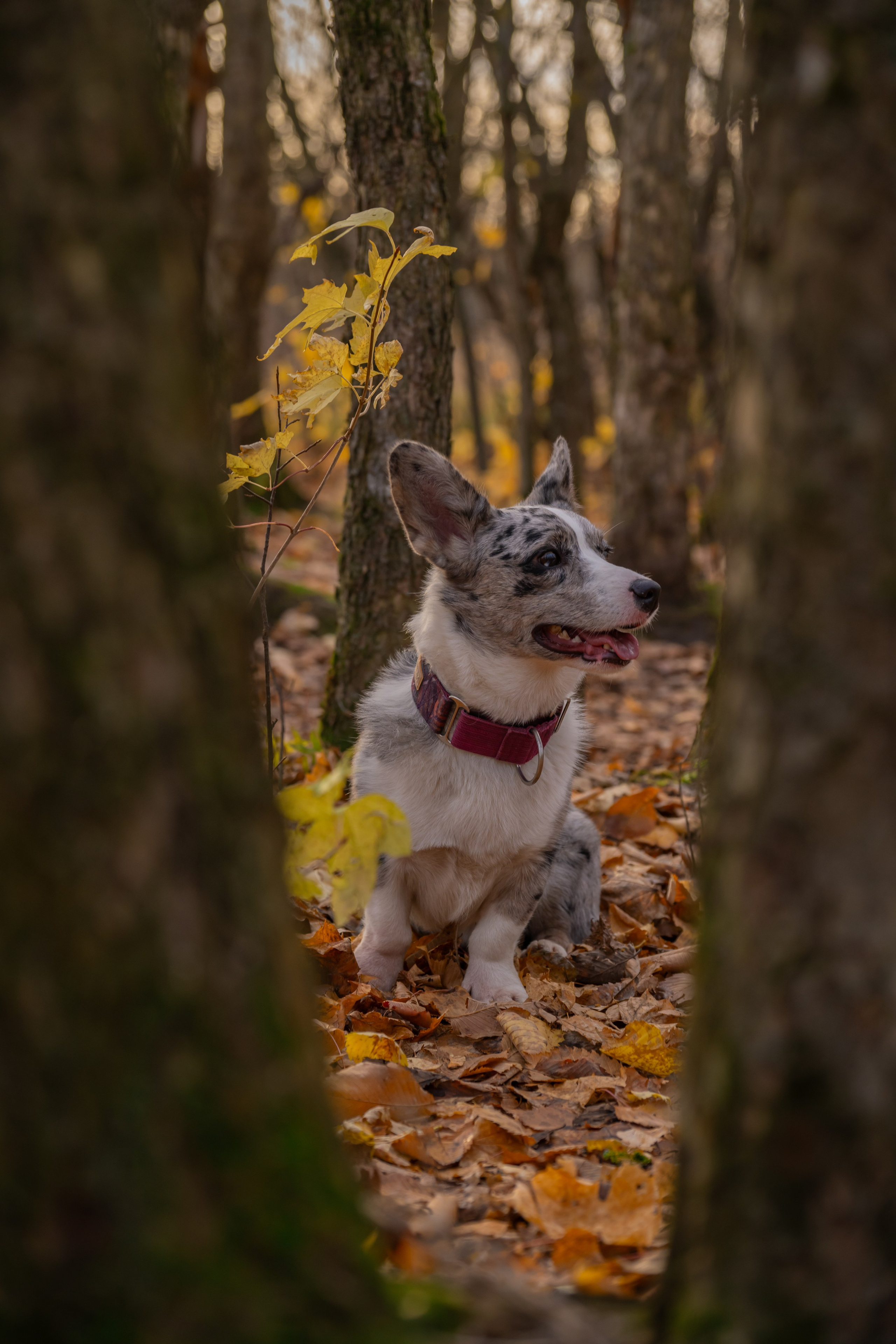 Вы и ваши питомцы. Фотограф в Санкт-Петербурге Александра Ладыгина