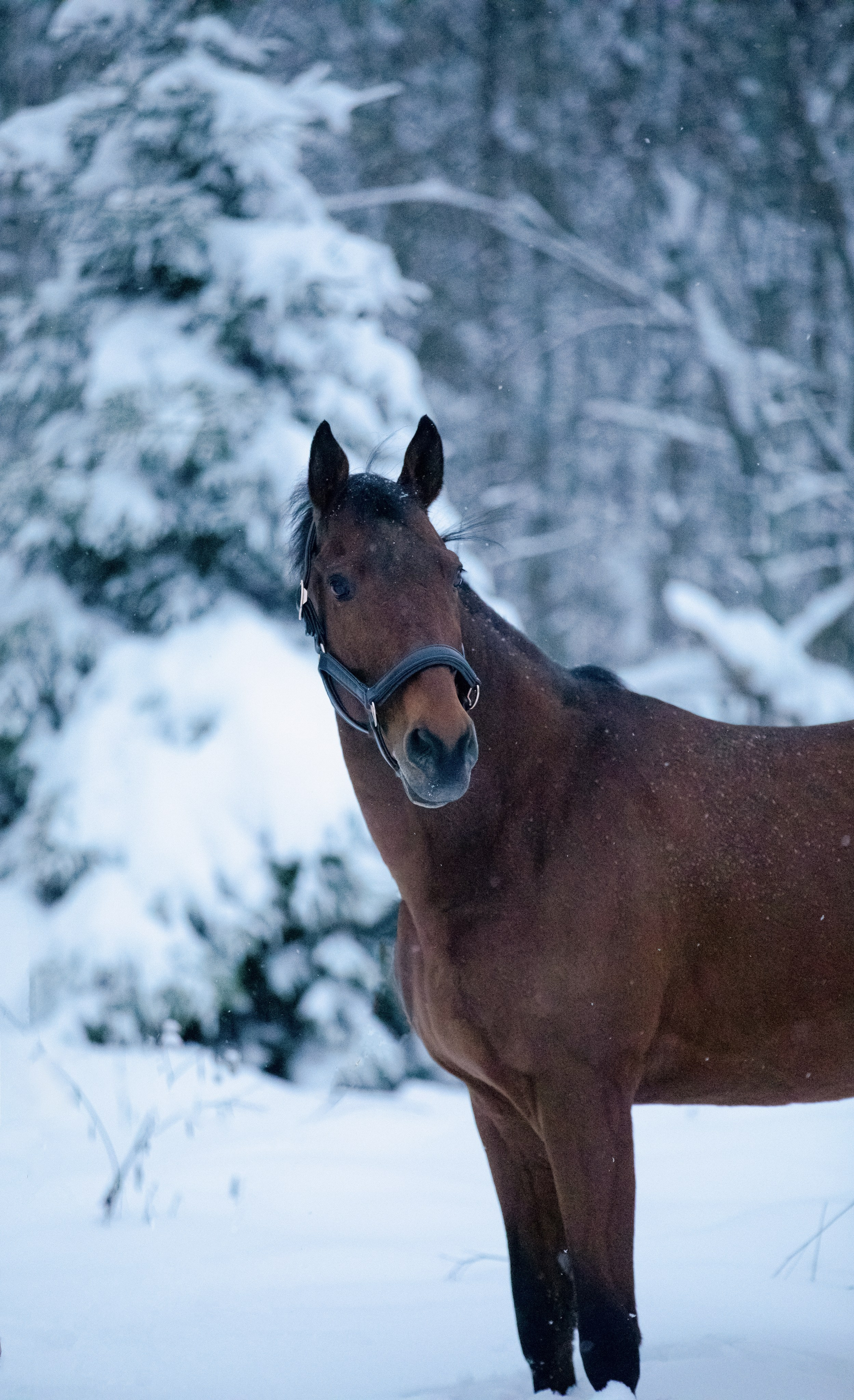 Браво. Фотограф-анималист Смирнова Клеопатра|Москва