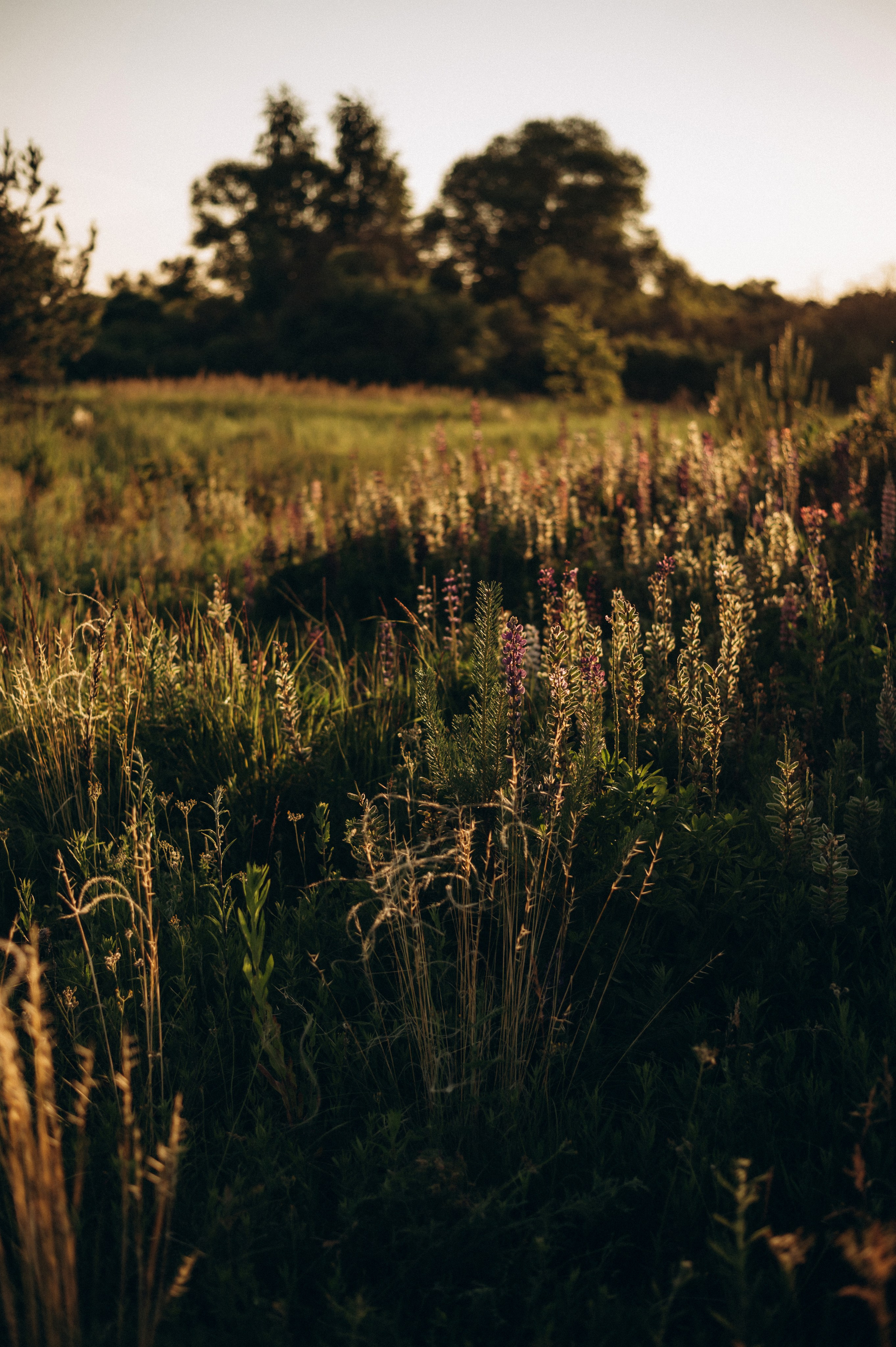 Кристина, Соня и люпиновый вечер. Фотограф Мария Стрелкова