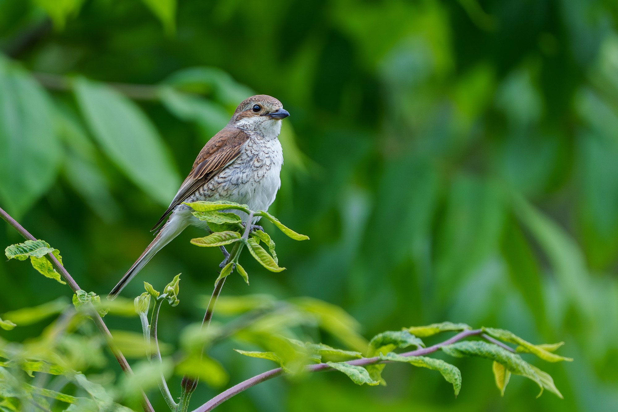 Удивительные мир птиц. Вокруг нас столько прекрасного — присмотритесь!. Ваш личный фотограф Марина Волкова