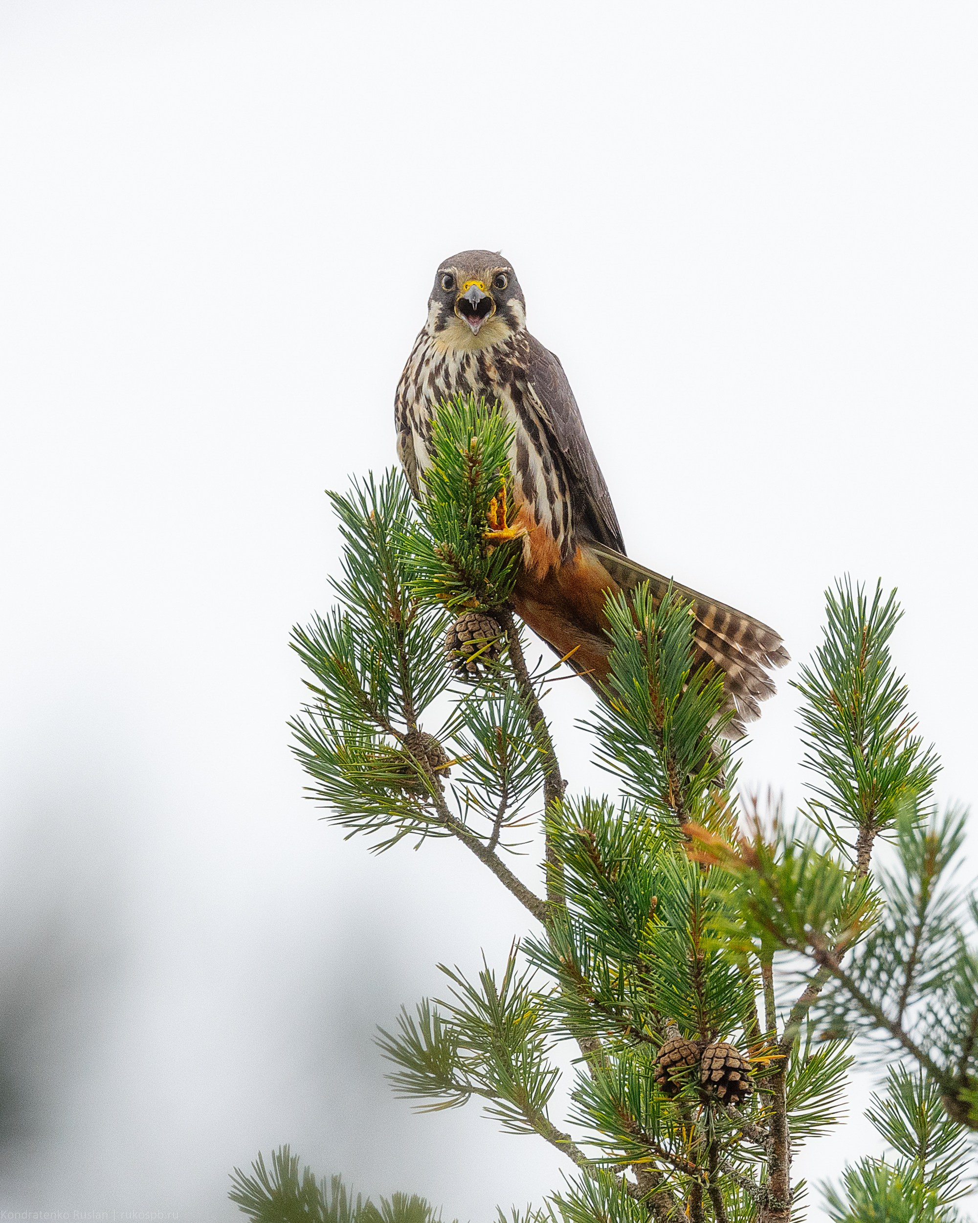 Чеглок. Архитектурный и пейзажный фотограф Кондратенко Руслан, Санкт-Петербург