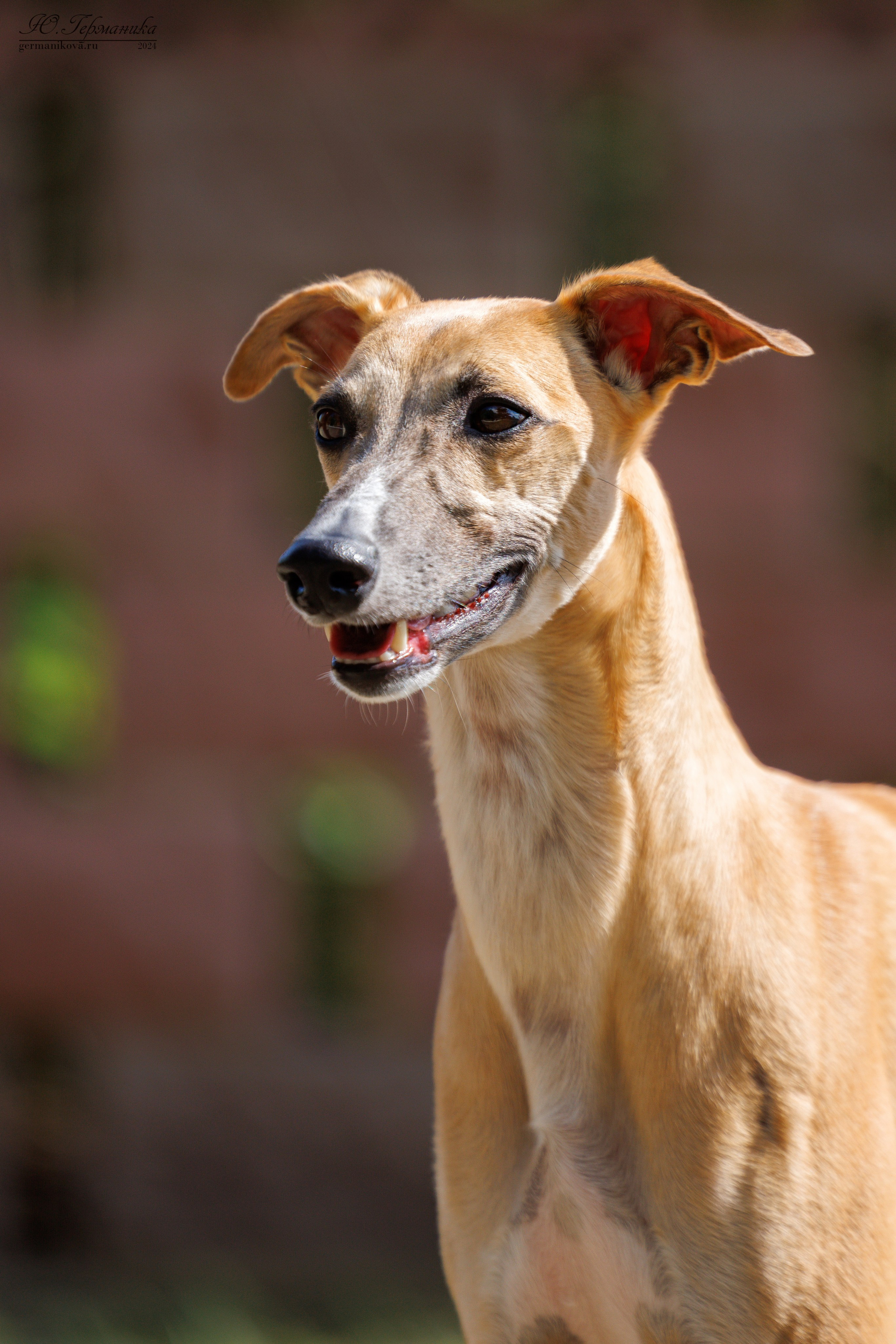 Астана 2хCACIB 17-18.08.2024. Фотограф-анималист Юлия Германика