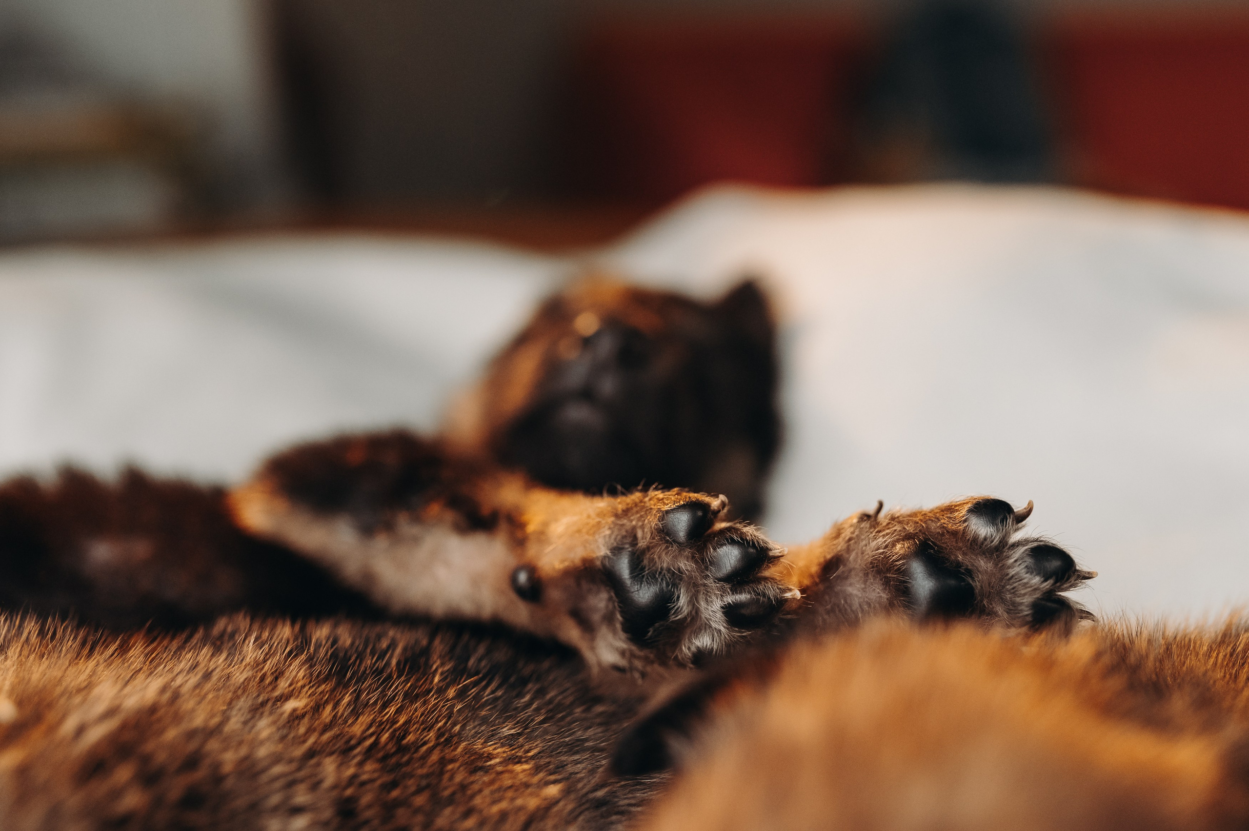 Анималистика. Главная