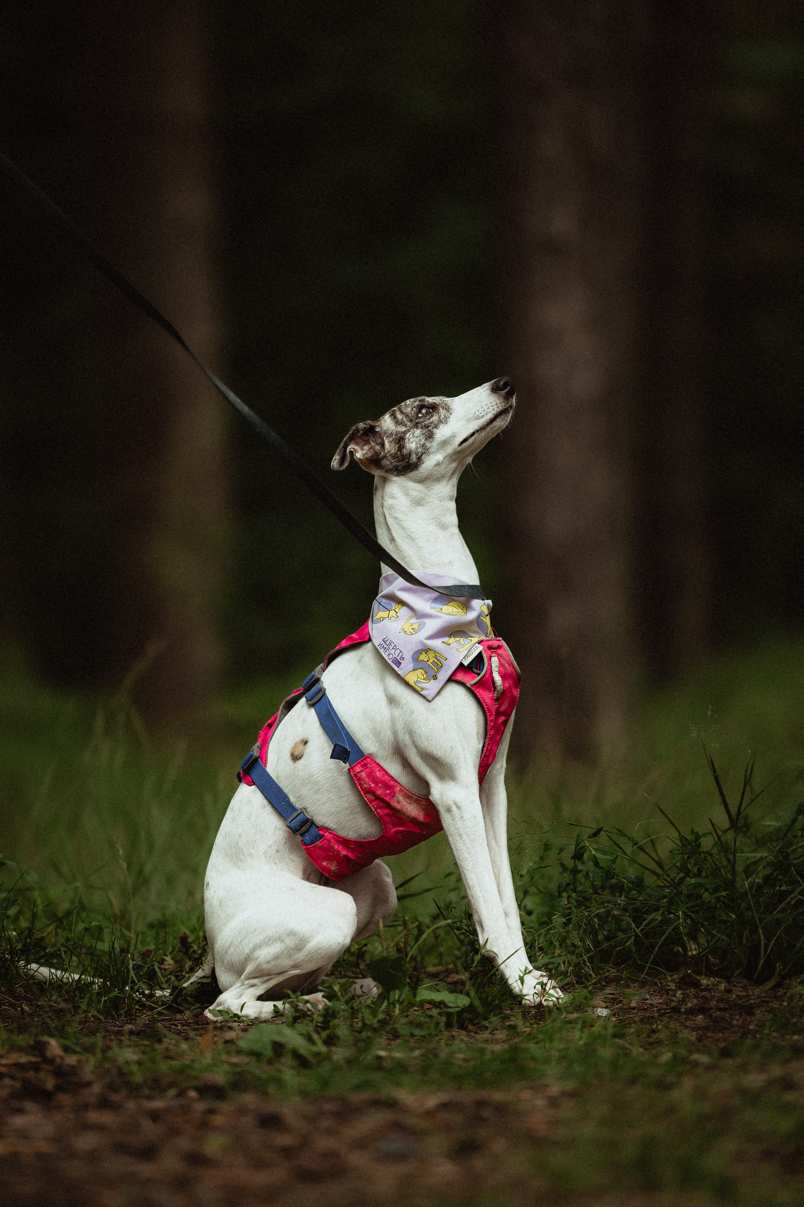 Выездной дог-тренинг от школы «Шерсть имею»