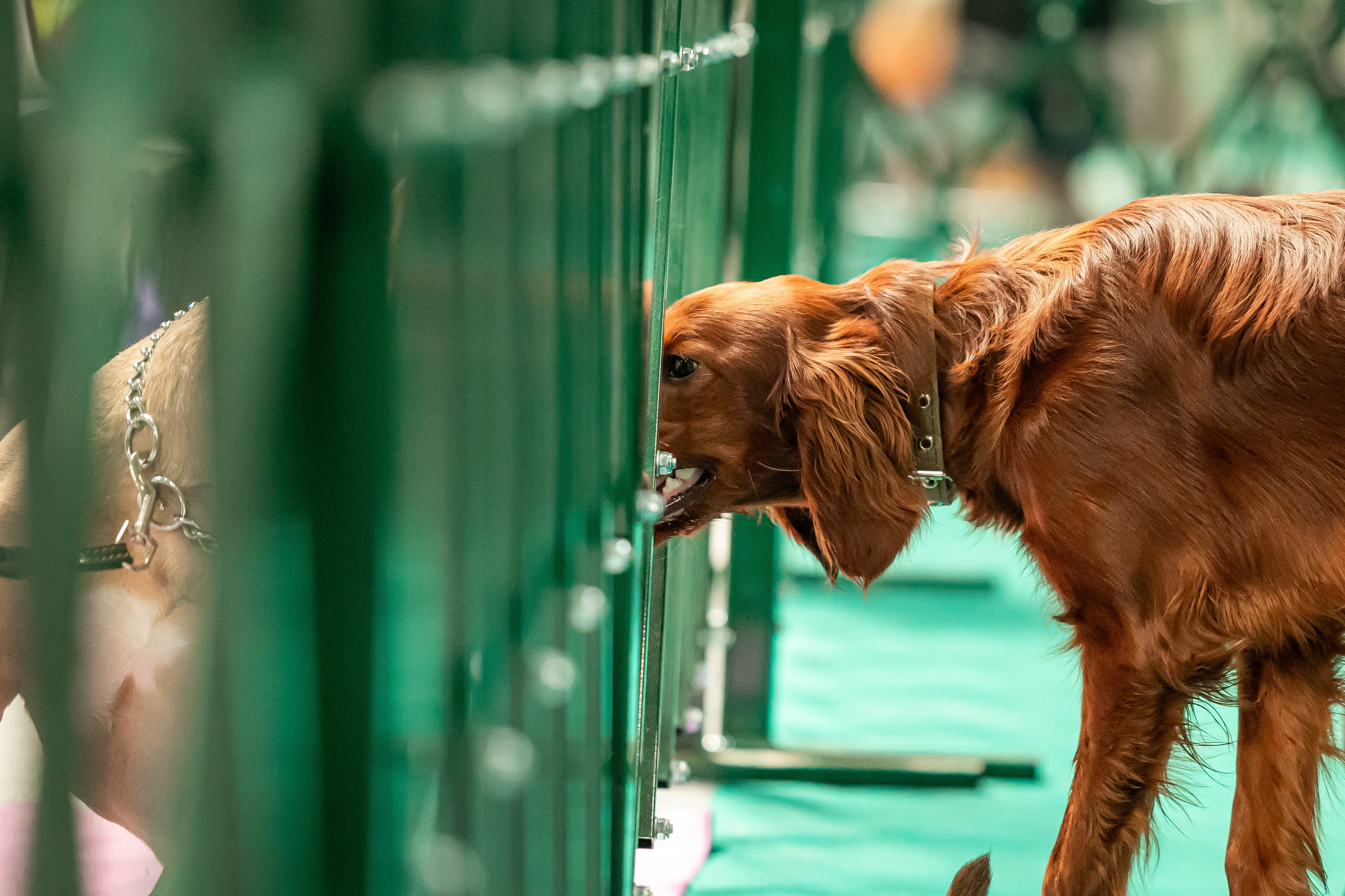 Выставка сеттеров 19.05.24