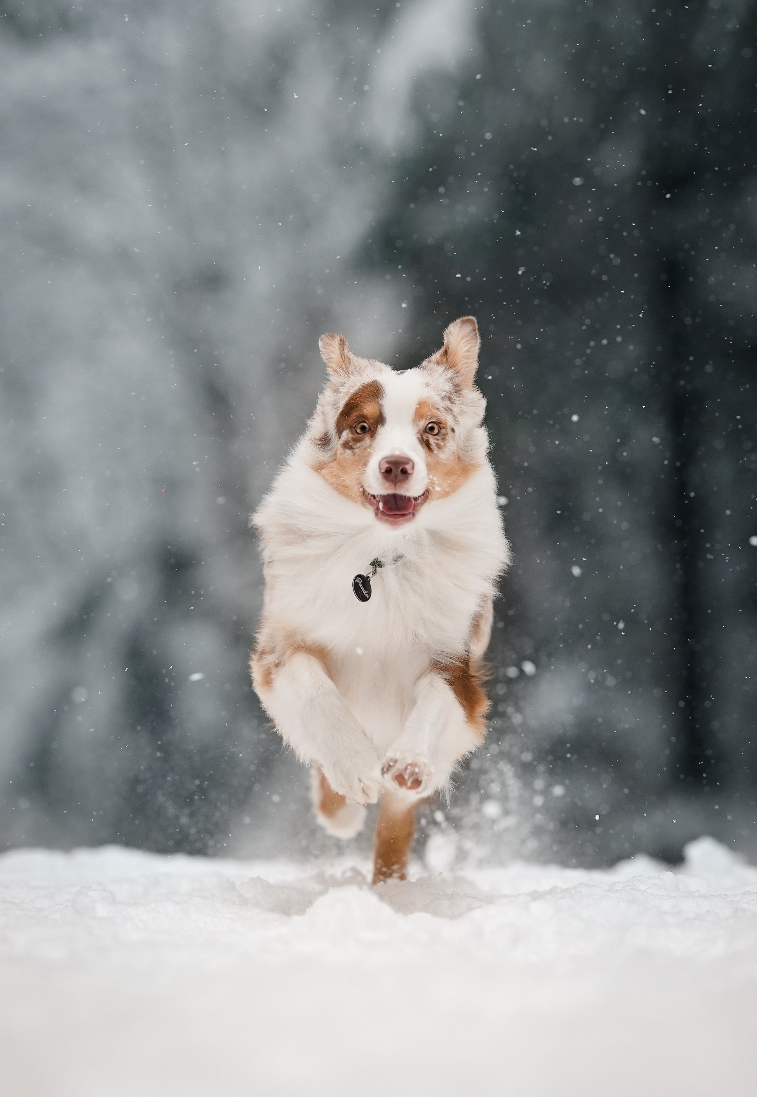 Панда. Фотограф-анималист в Санкт-Петербурге Яна Мартынова