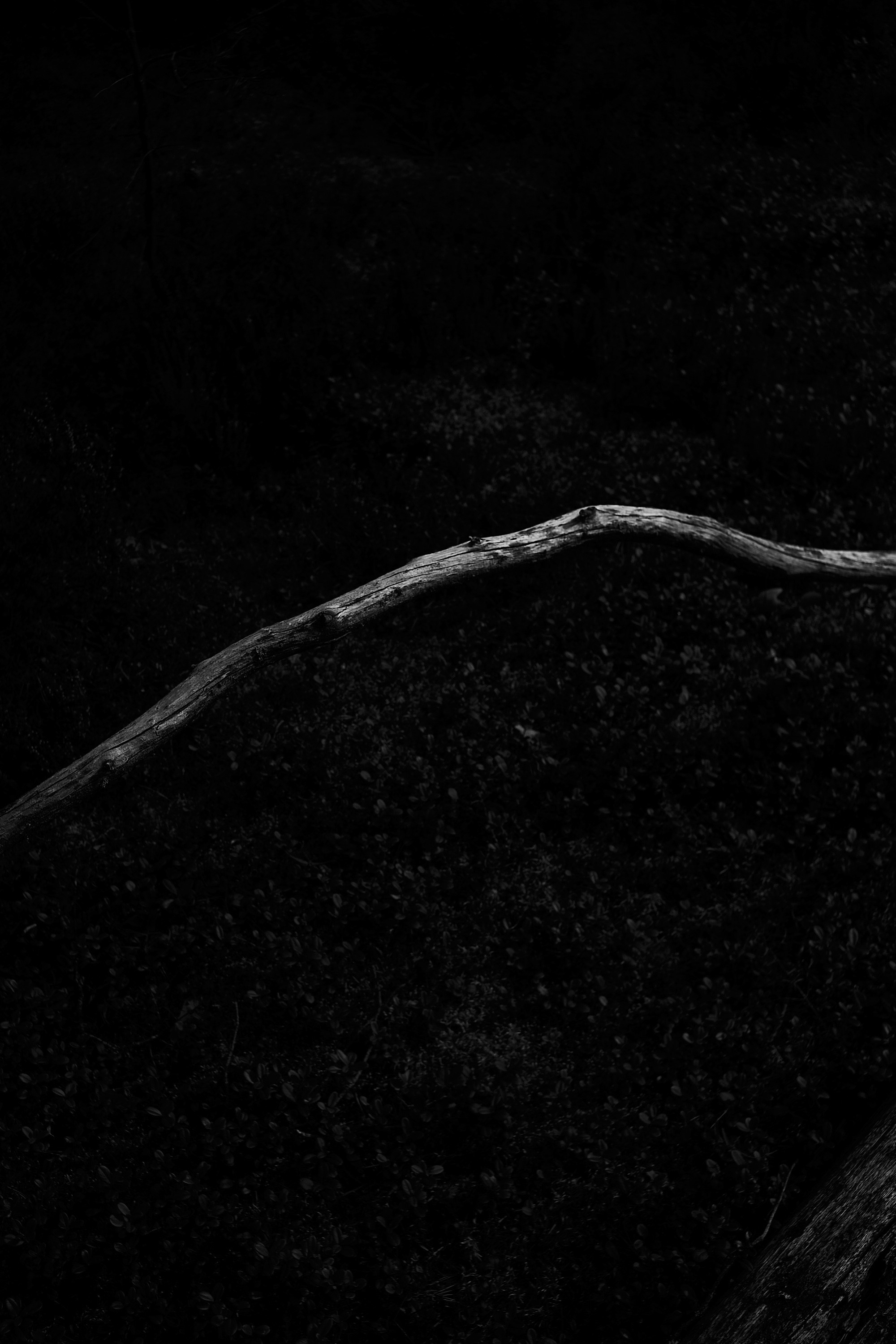 Формы Дерева 22г -…. Фотограф и оператор мероприятий, концертов и портретов в городе Москва