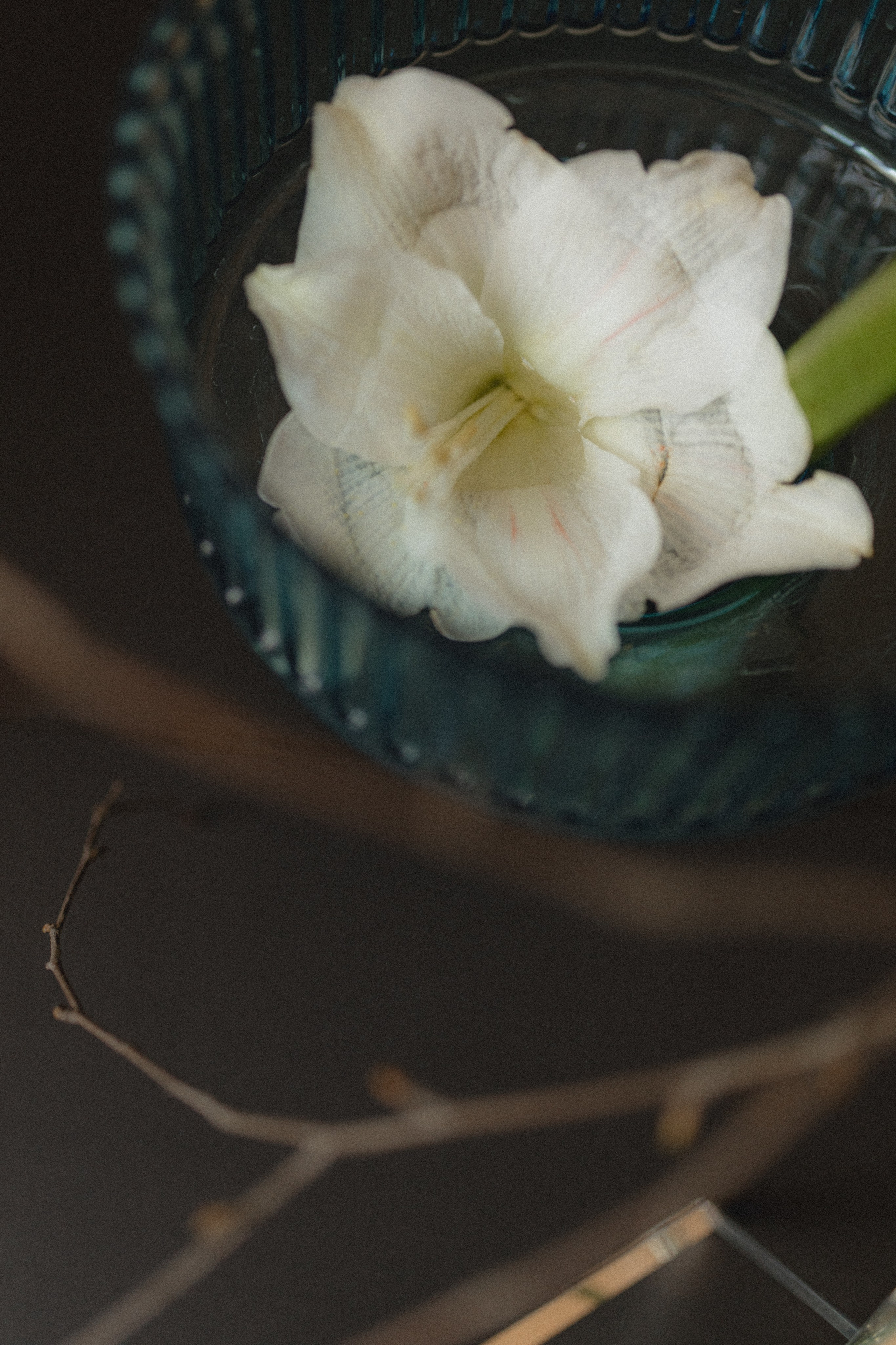 Анастасия. Фотограф НОГИНСК, Москва, Анастасия Белая