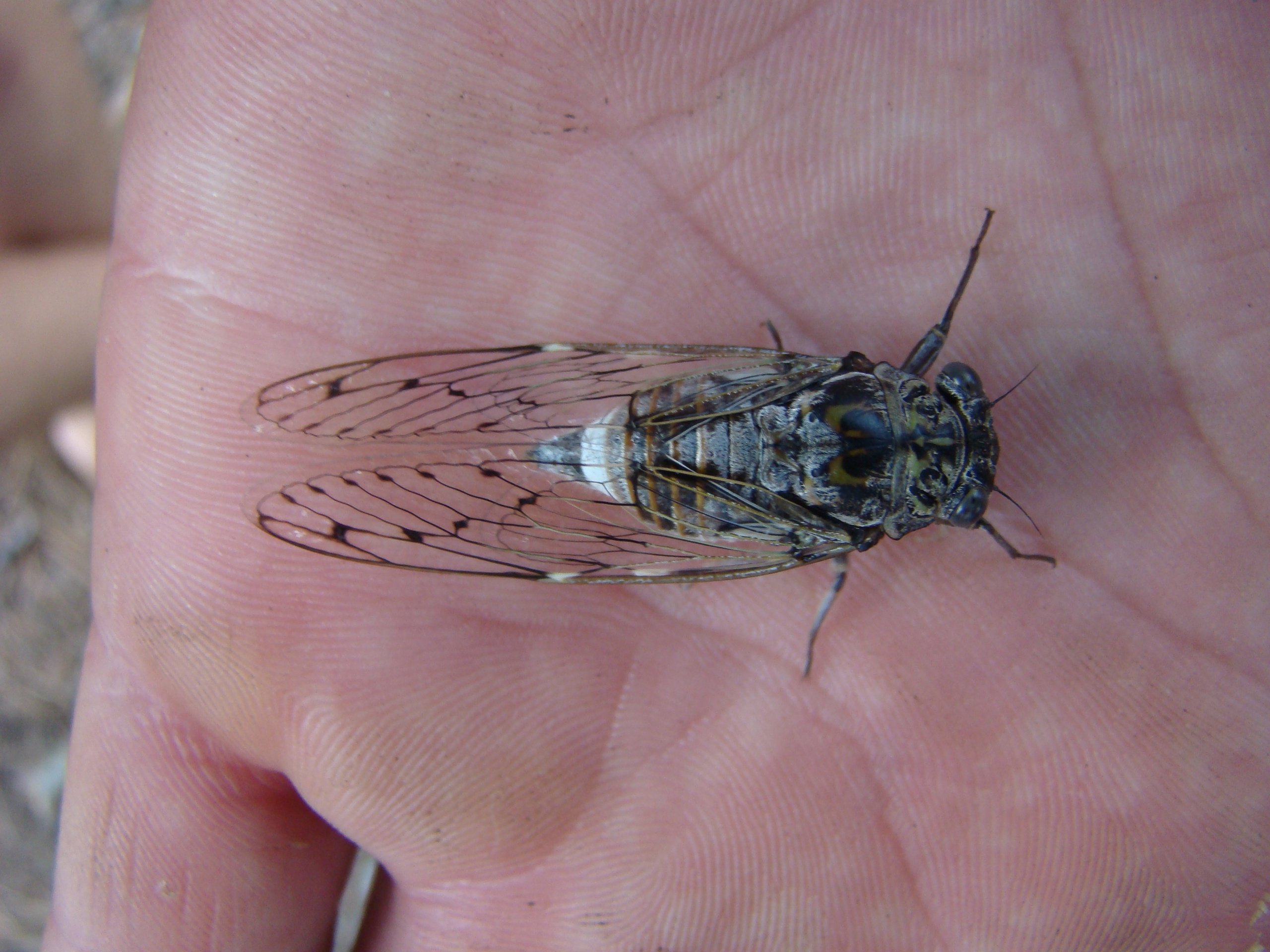 Кабардинка (фото Зевиных) 25.06-24.07.2008. Семейный, Свадебный фотограф СПБ Питер— Романова Екатерина