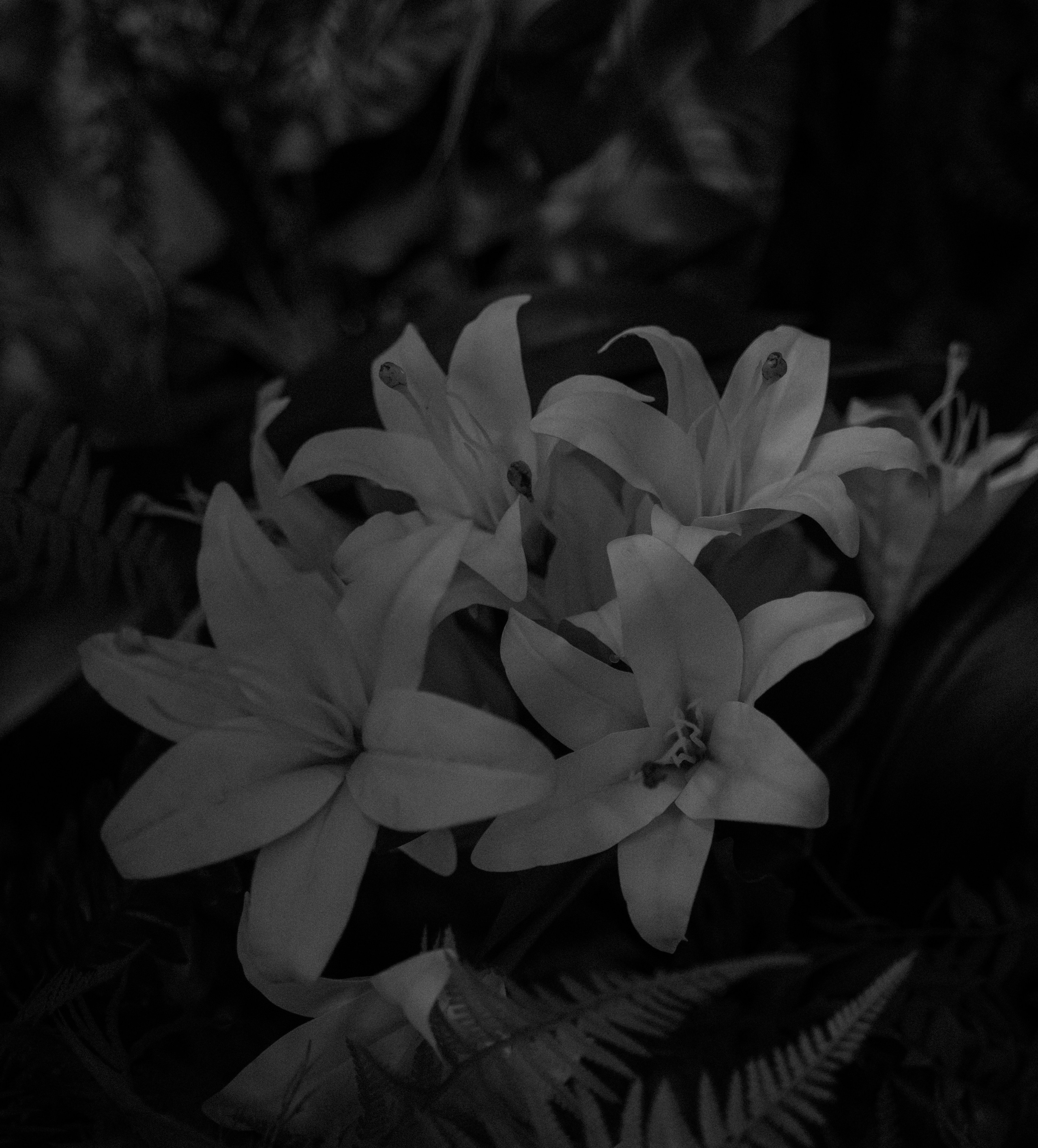 Невеста на пикнике в замке