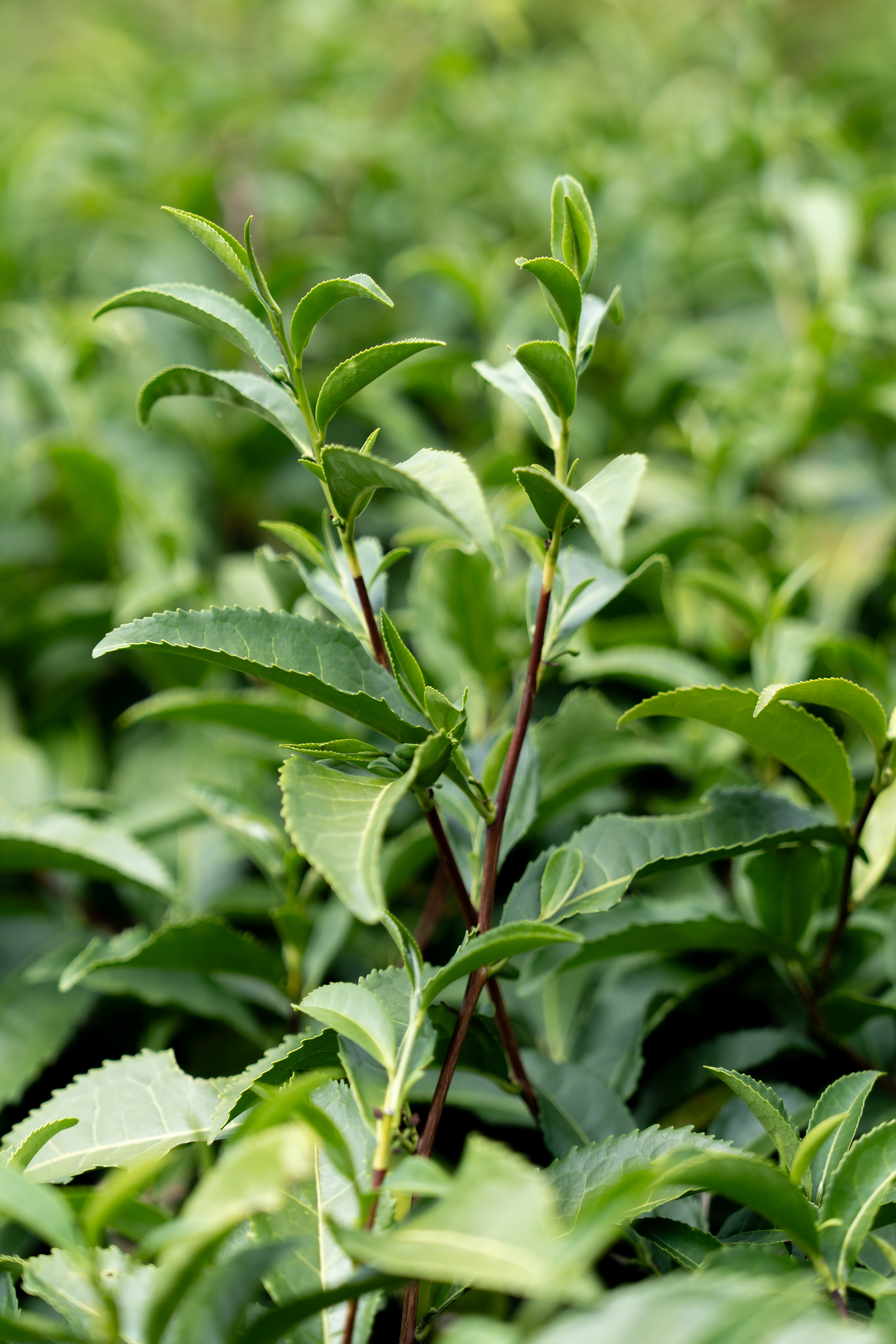 Яндекс.Еда — Сочинский чай. Репортажный фотограф в Красной Поляне и Сочи Павлюченко Екатерина