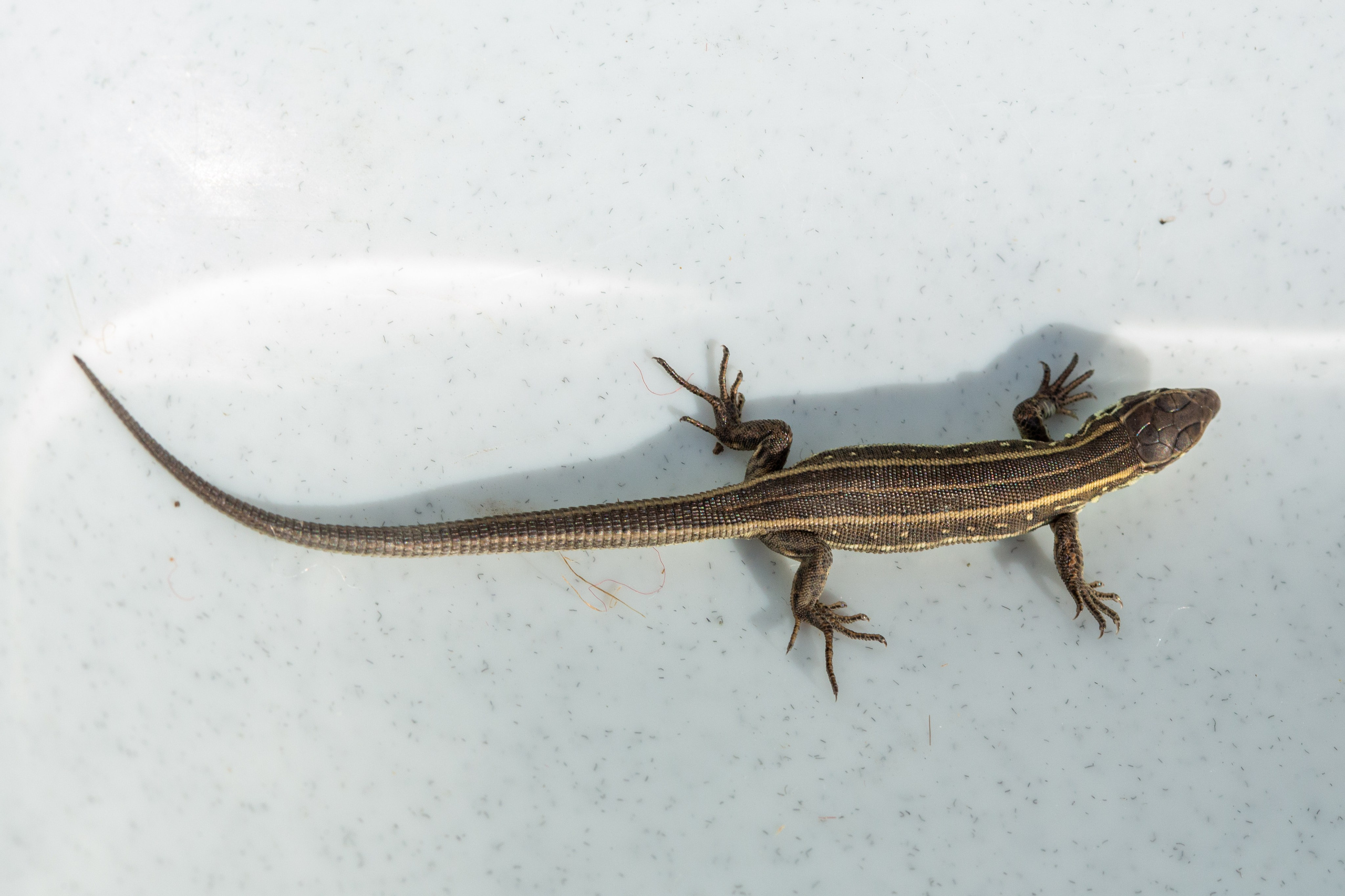 Фото Животных. Студия Максима Белослюдцева