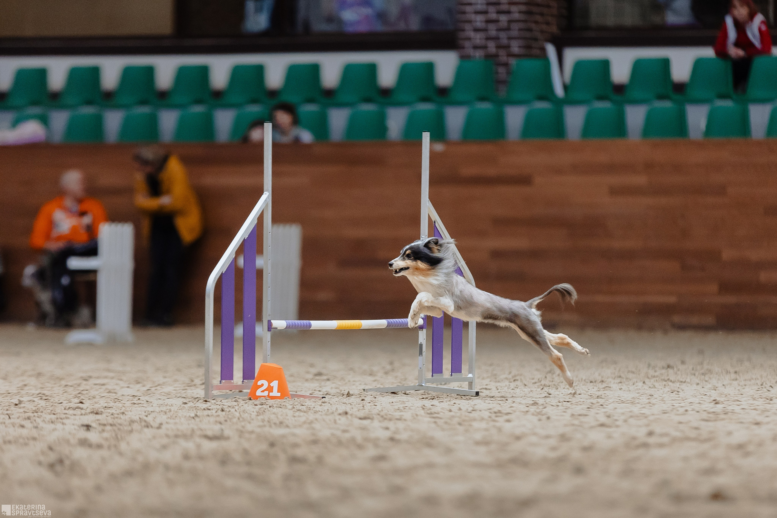 ЧРКФ Аджилити в Максима. Фотограф Анималист Екатерина Справцева в Нижнем Новгороде