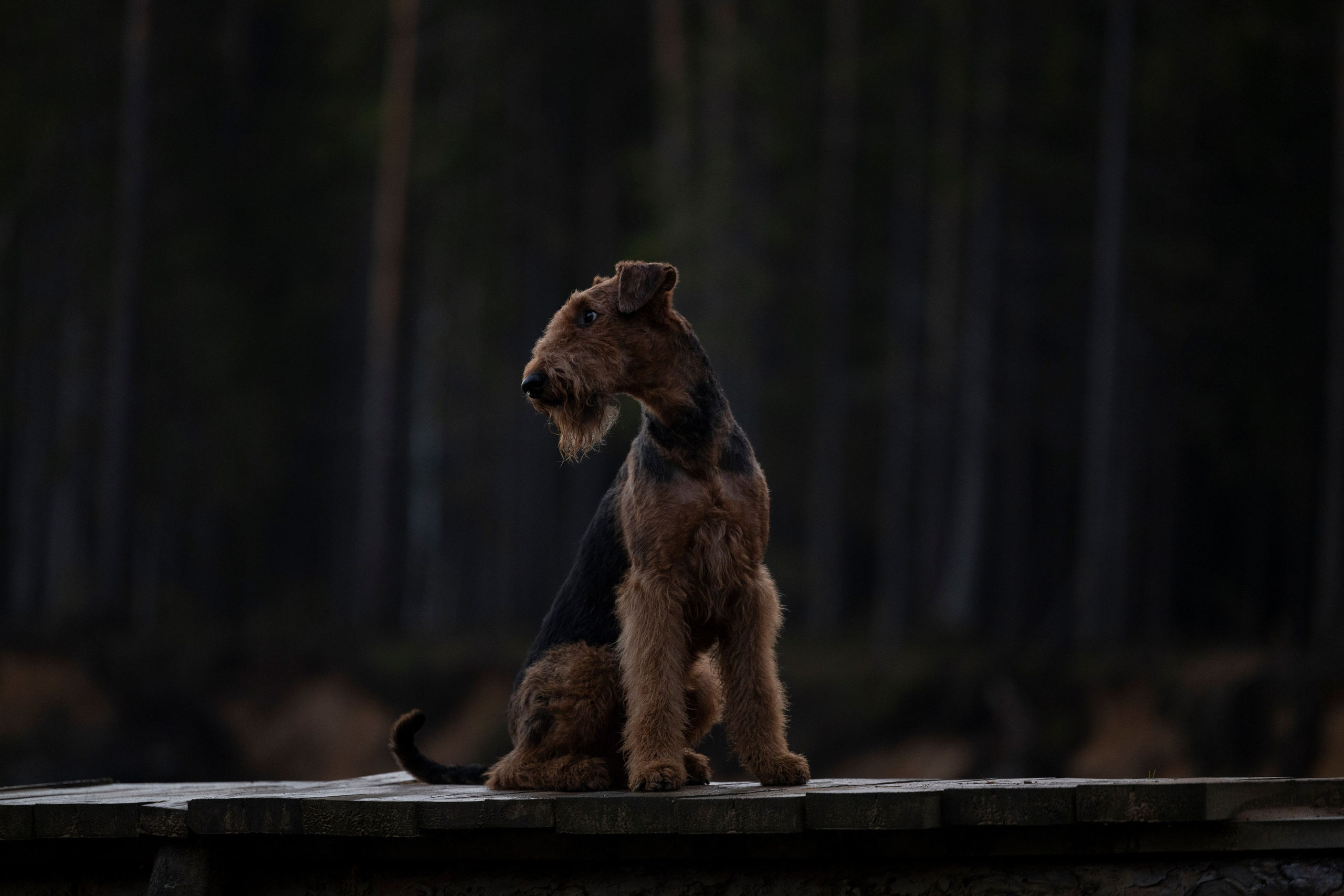 Харди. Фотограф-анималист Анна Маринич