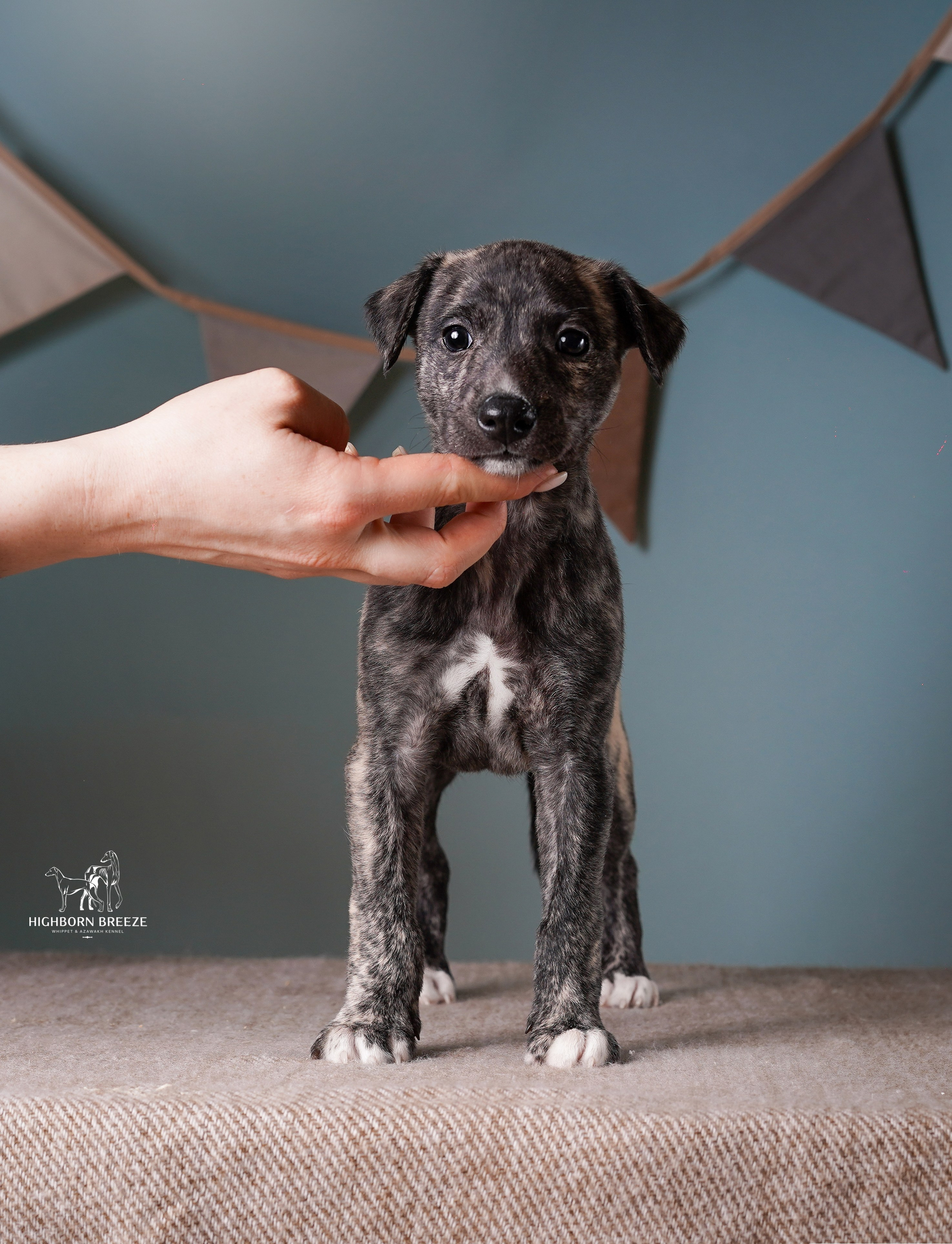 Щенки уиппета. Фотограф-анималист в Санкт-Петербурге Яна Мартынова