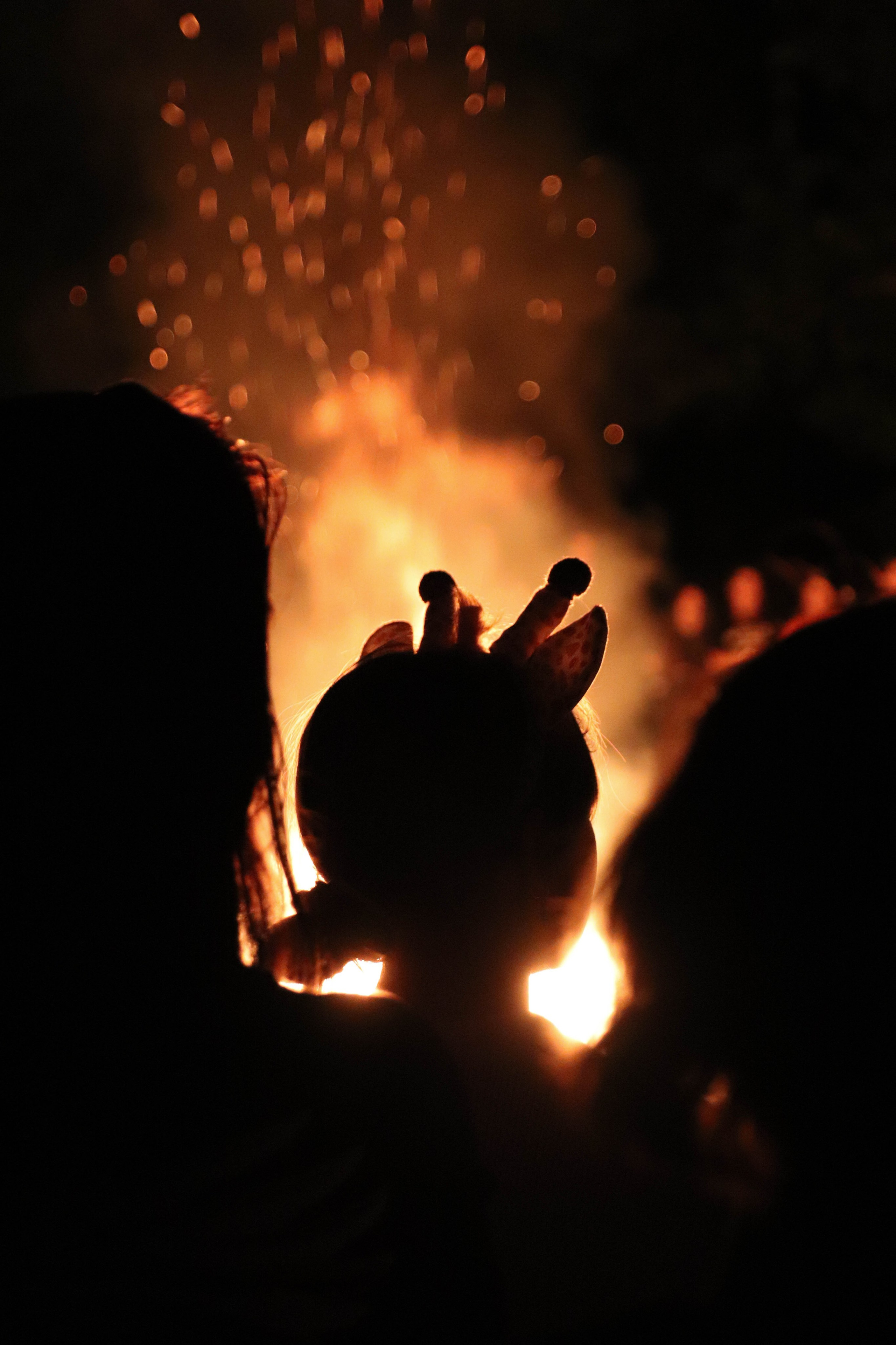 Фотограф в Новосибирске | Елена