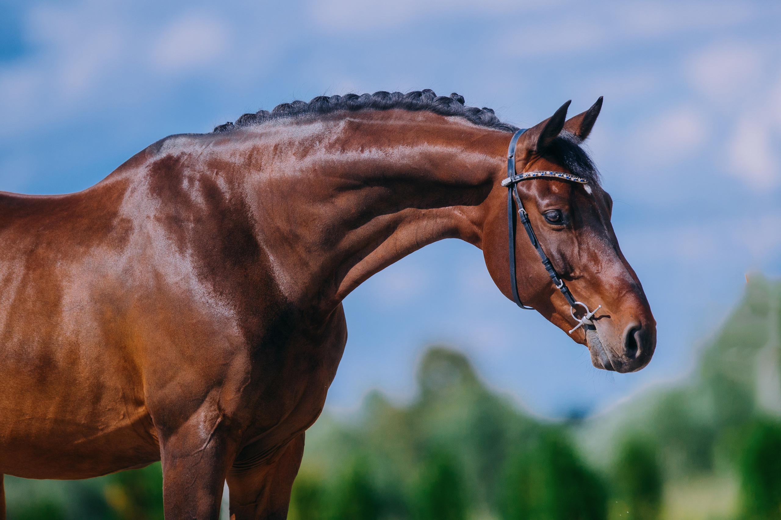 На природе. Фотограф-анималист Ксендзова Кристина