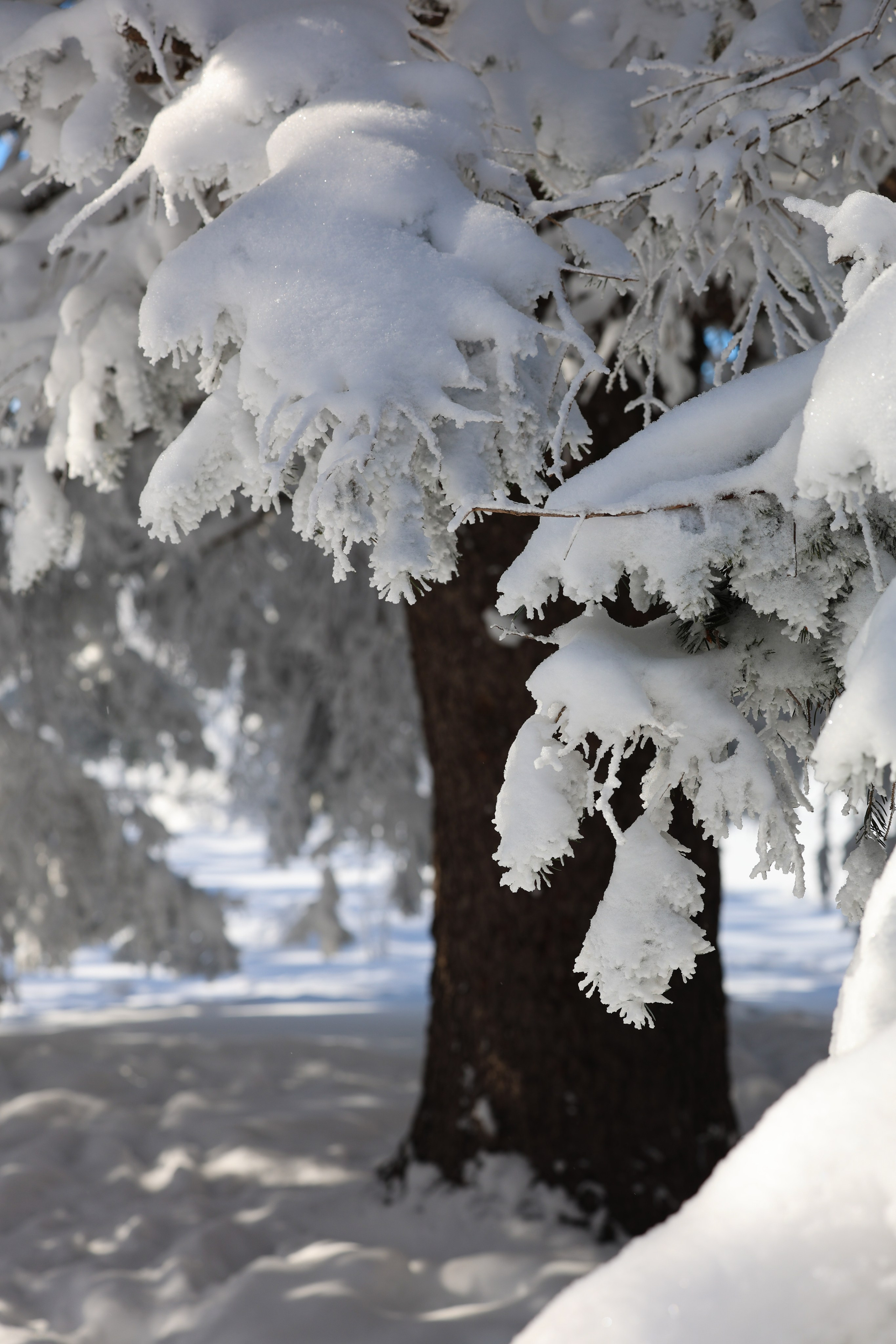 Фотограф Мария Алексеева. Мария Алексеева. Фотограф в Москве