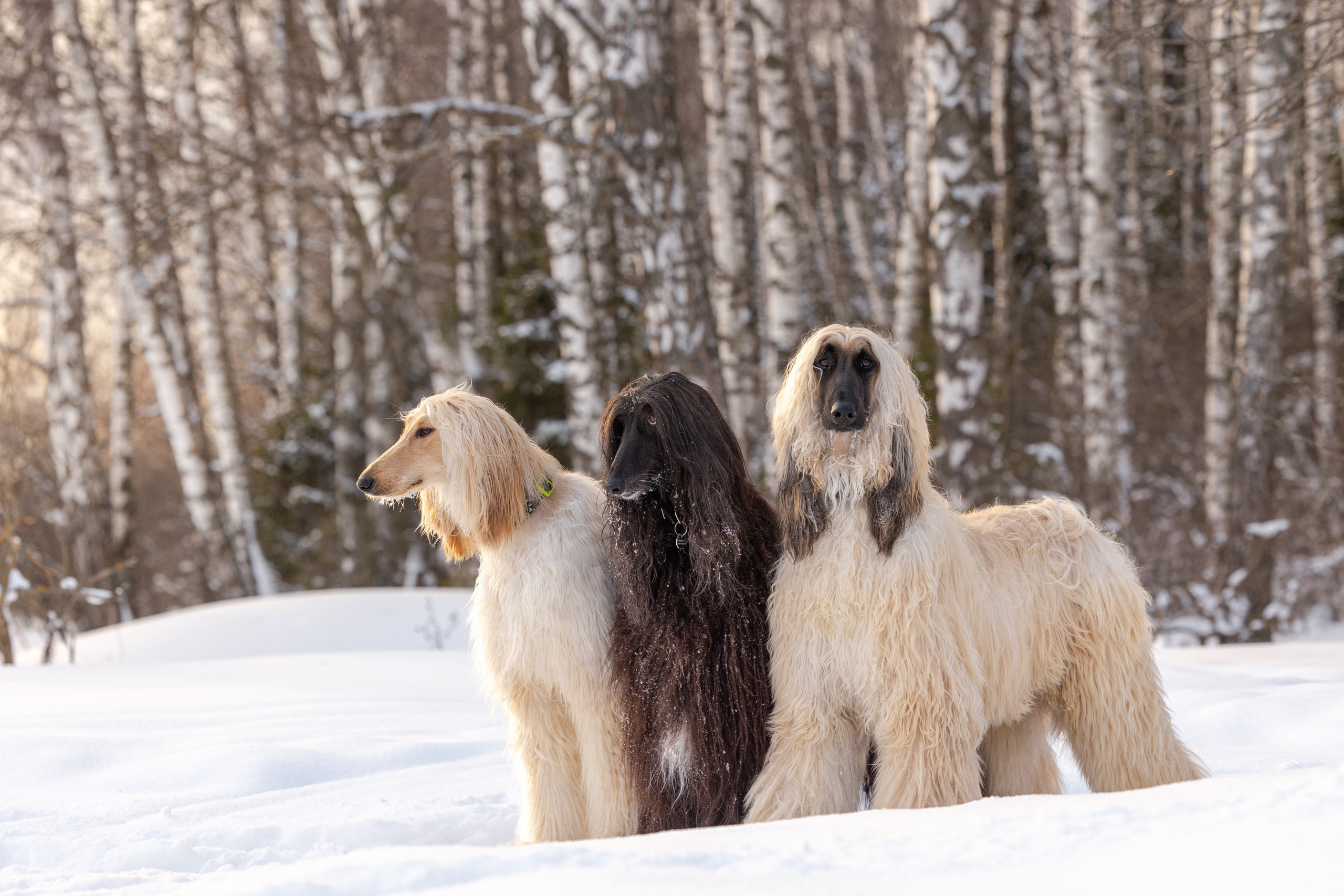 Игры афганов в снегу. Фотограф-анималист Natalia Deingel | Фотосъемка собак в Москве